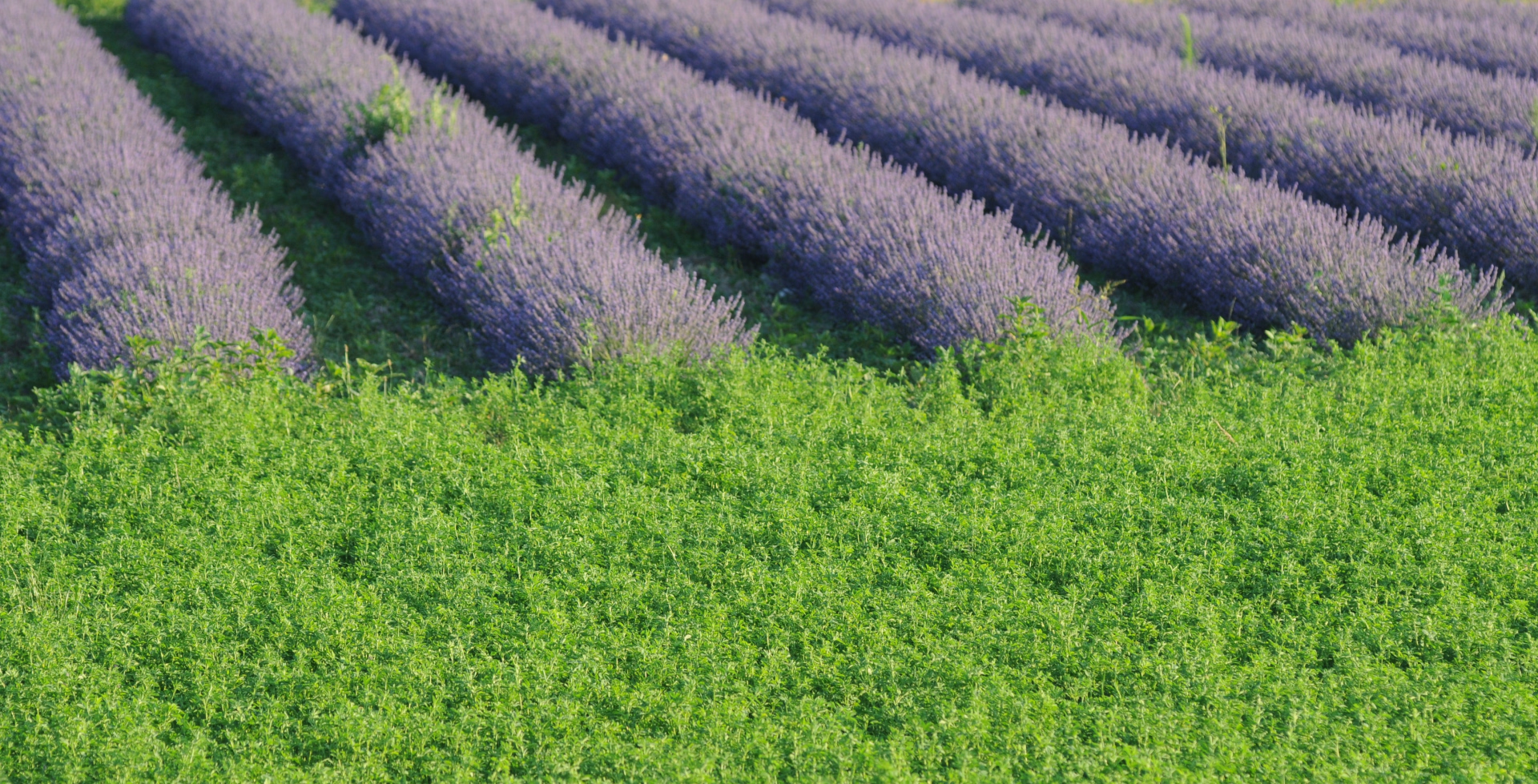 Randonnée pédestre - Terres de Haute Provence