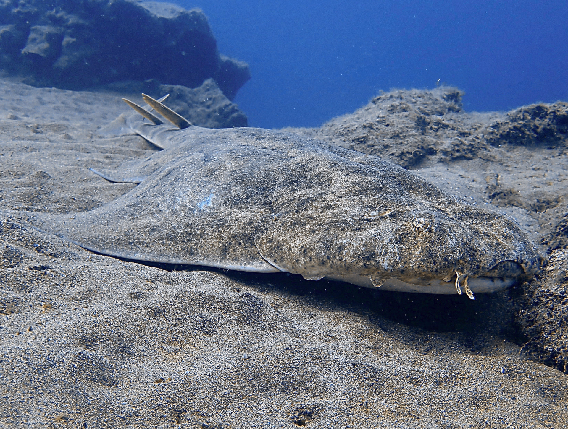 Découverte de la plongée au musée atlantique de Lanzarote