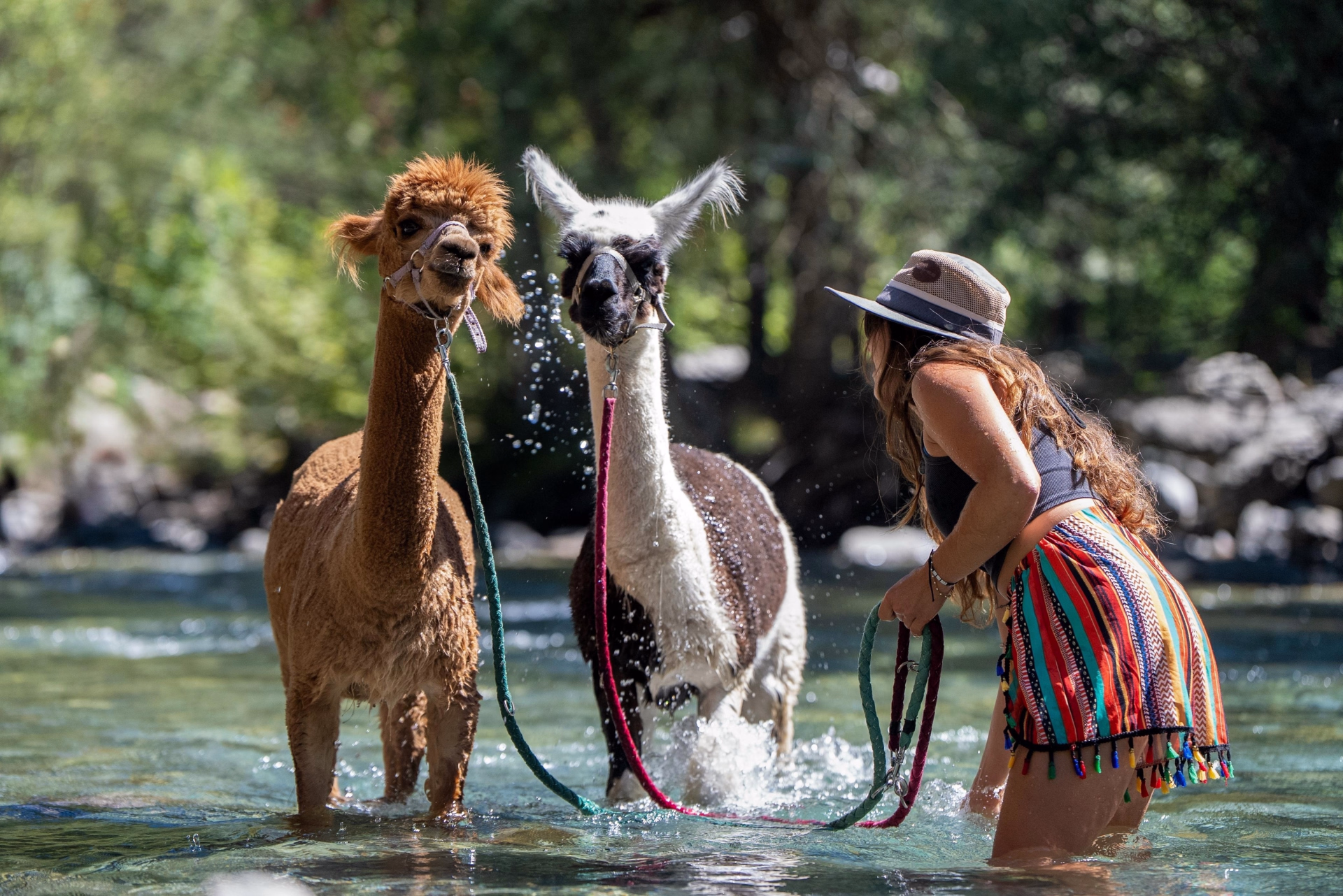 Week-end alpagas en famille dans les Écrins