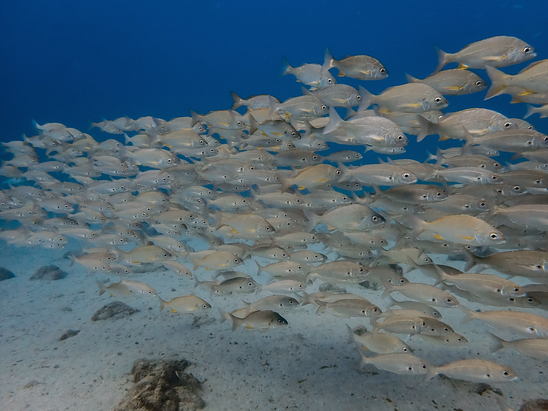 Découvrir la plongée au musée sous marin de Lanzarote