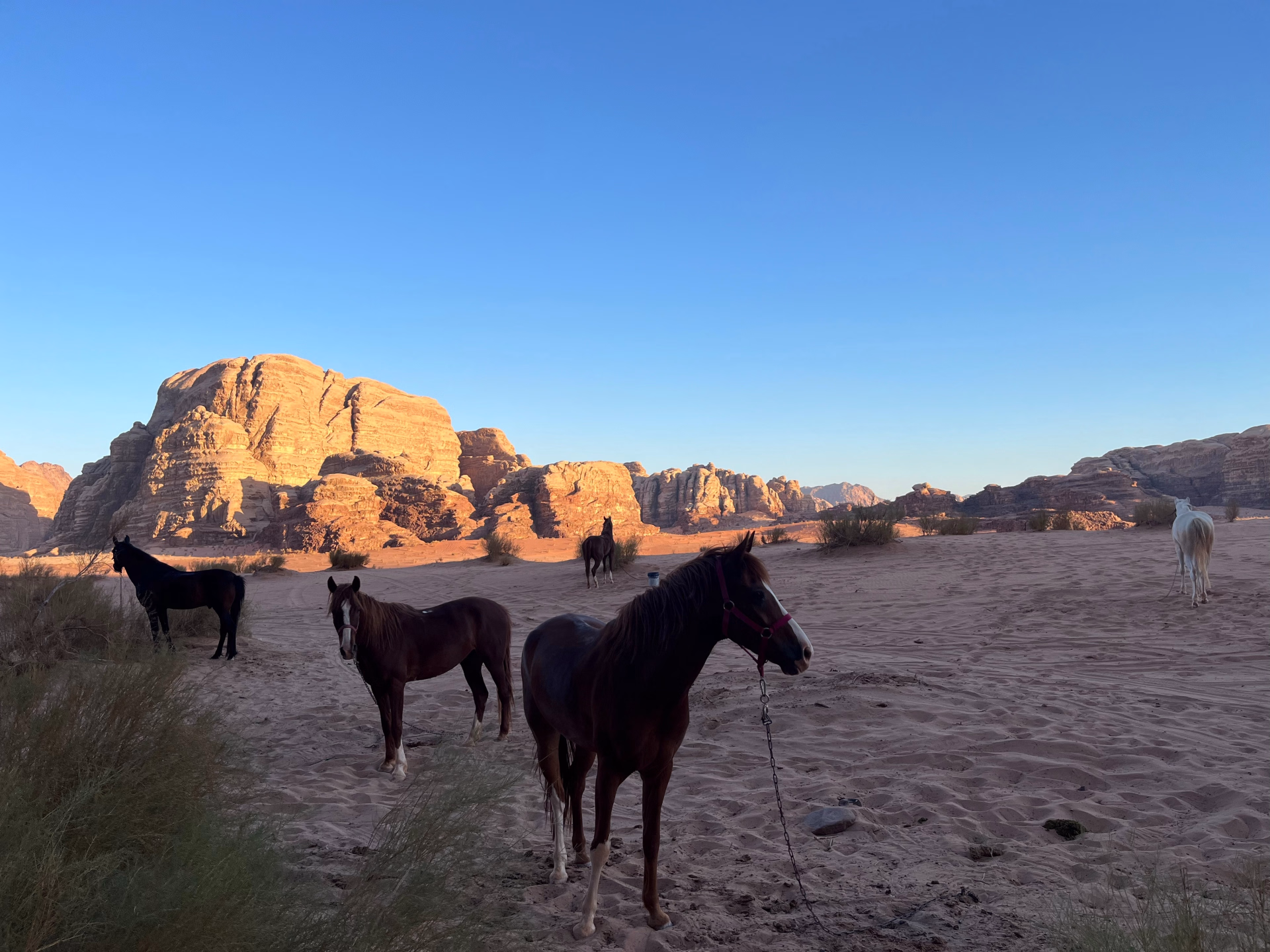 Randonnée à cheval au coeur de la Jordanie - Spécial Réveillon