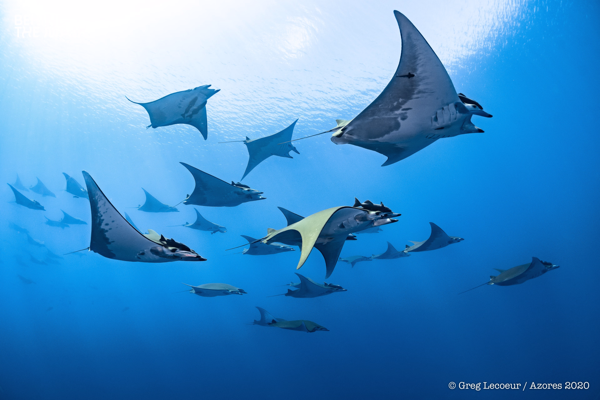 Plongée pélagique et requins bleus aux Açores