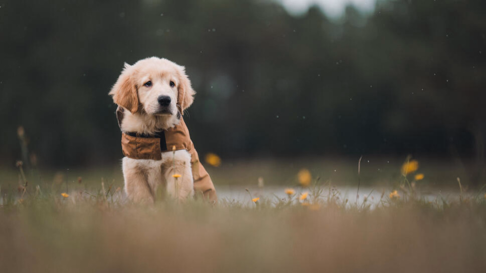 séjour cani sport