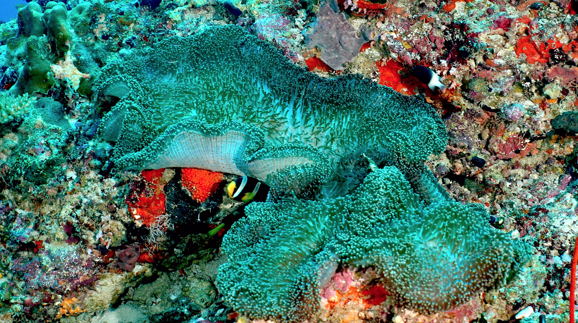 Progressez en plongée avec le PADI Advanced aux Maldives