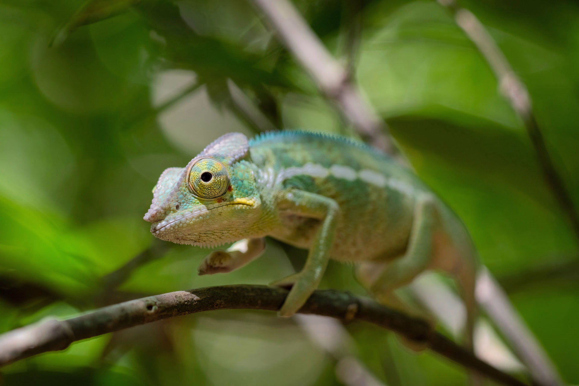 Mora Mora : plongée avec les géants de Nosy Be
