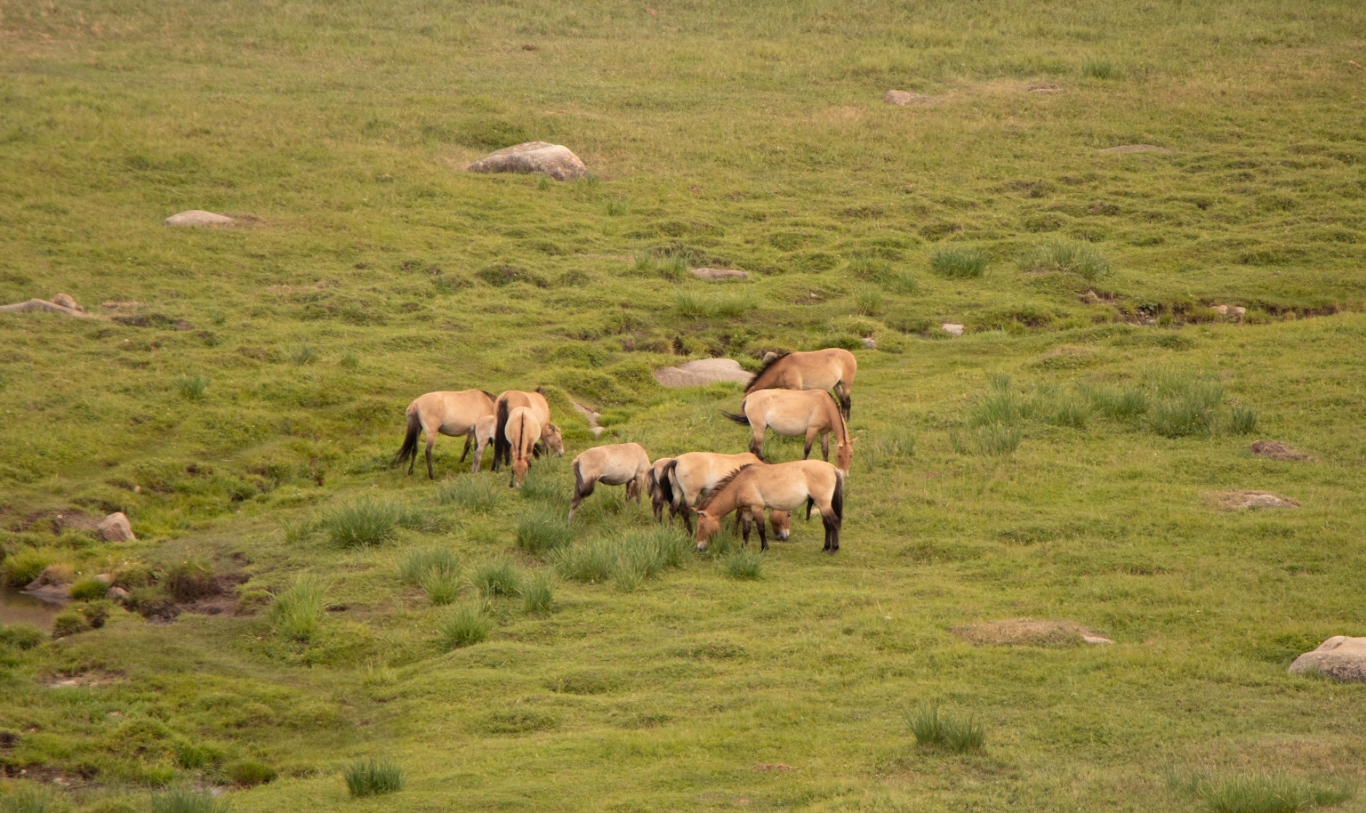 Mongolie, entre steppes et traditions