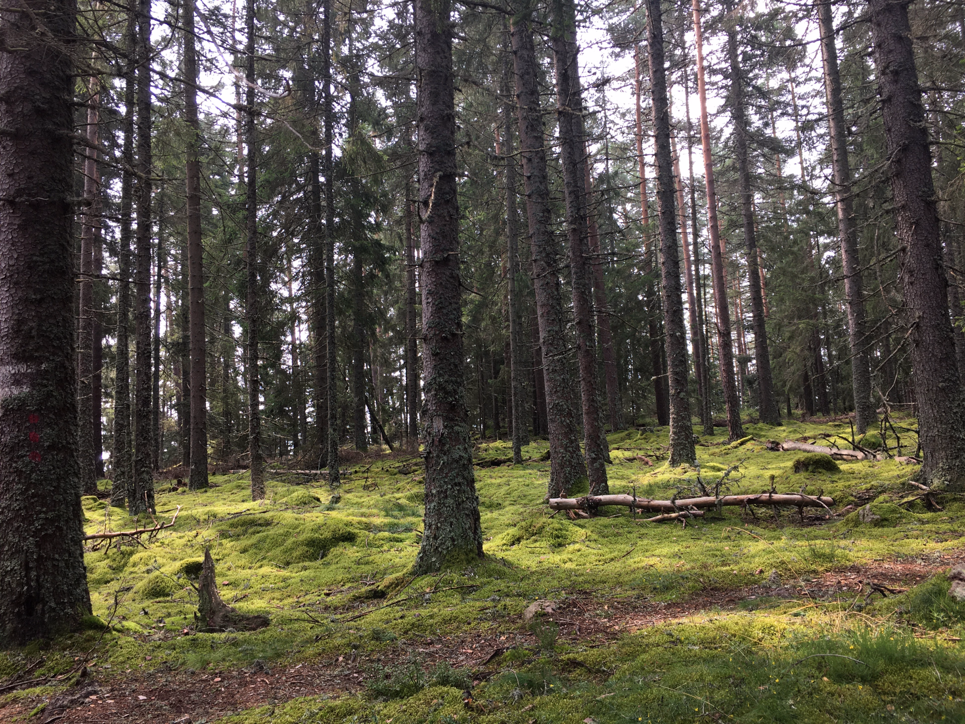 Photo paysages dans les Vosges