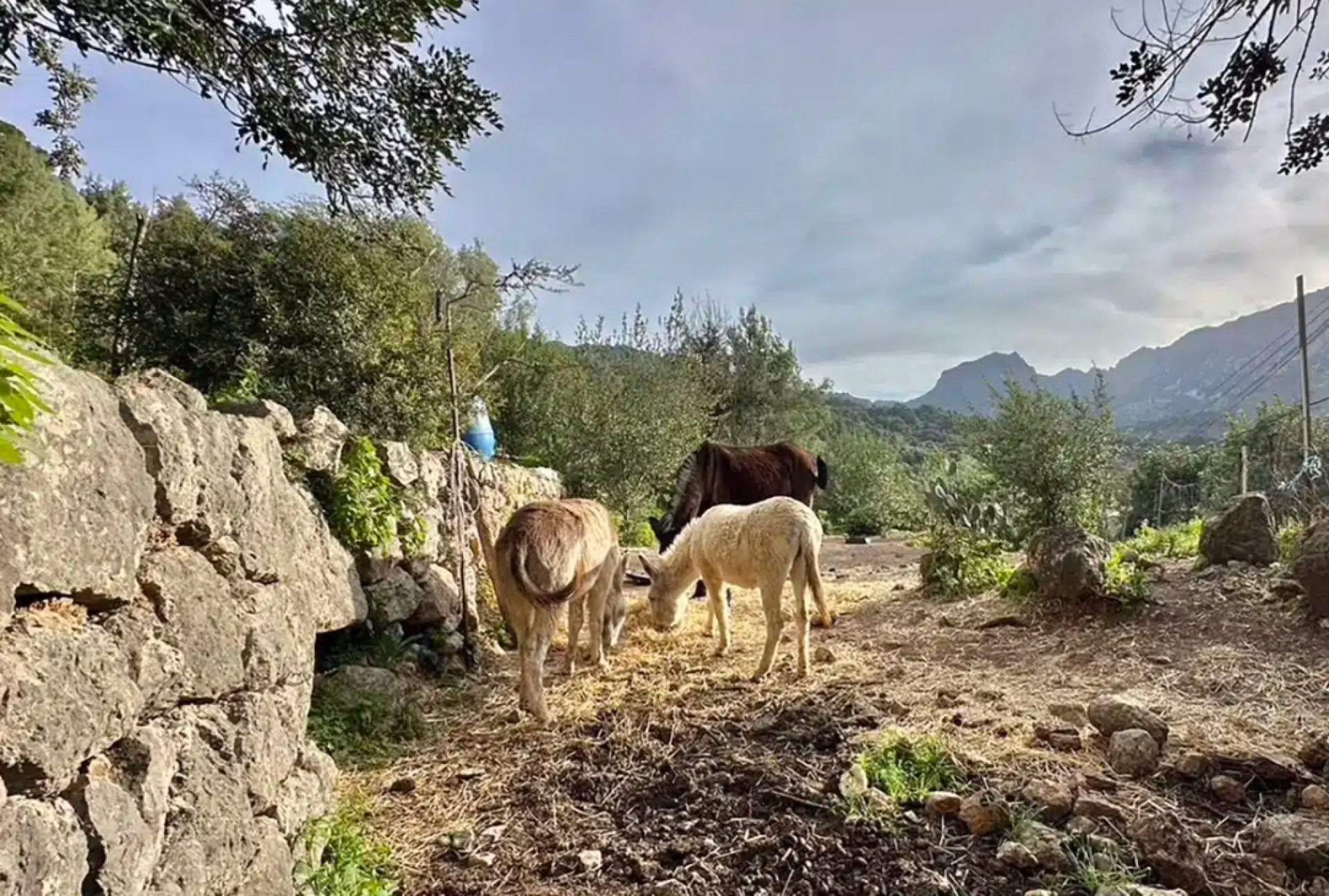 Randonnée dans la Sierra de Tramuntana (GR221)