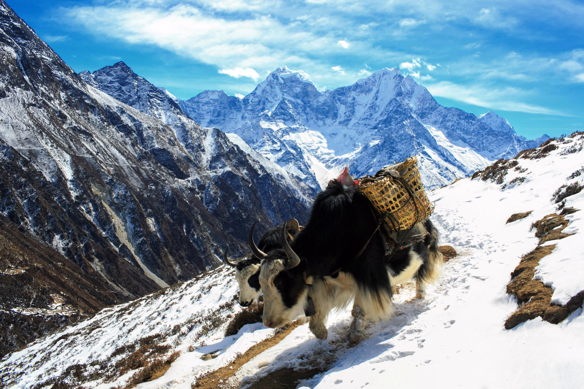 Camp de base de l’Ama Dablam (Matterhorn de l'Himalaya) en tout inclus