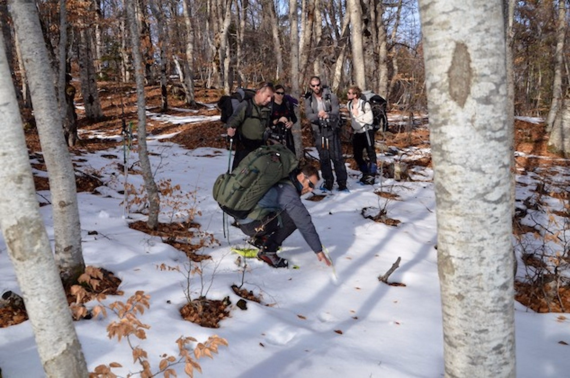 Une aventure sur les traces des loups dans les Alpes