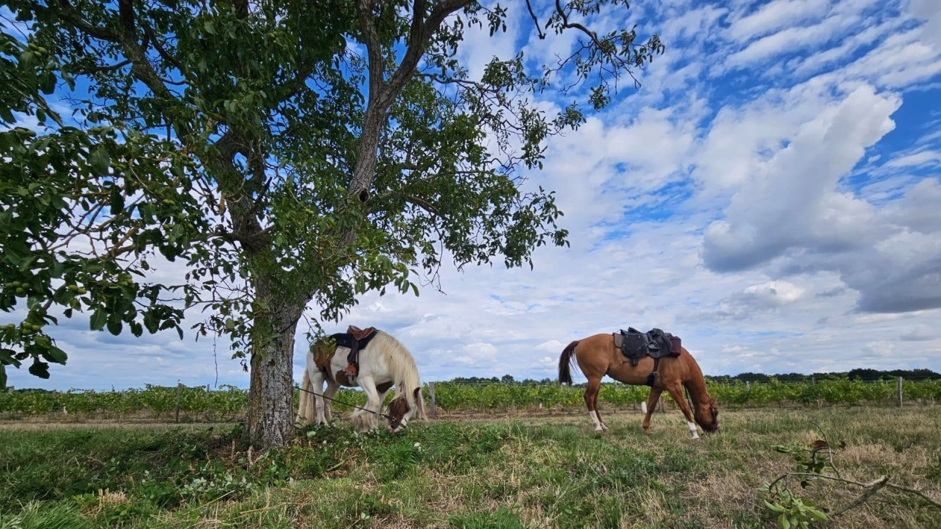 Randonnée à cheval de 2 jours avec Bivouac Royal
