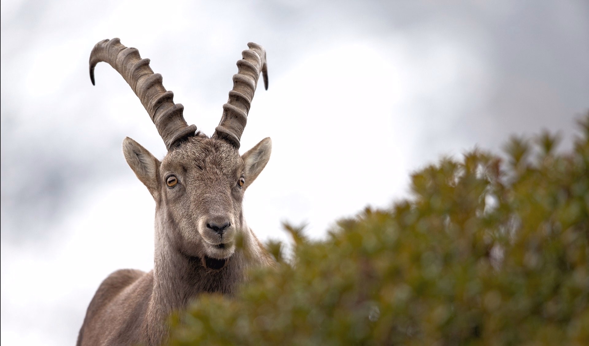 Tour du Mont Blanc par les refuges - 7 jours
