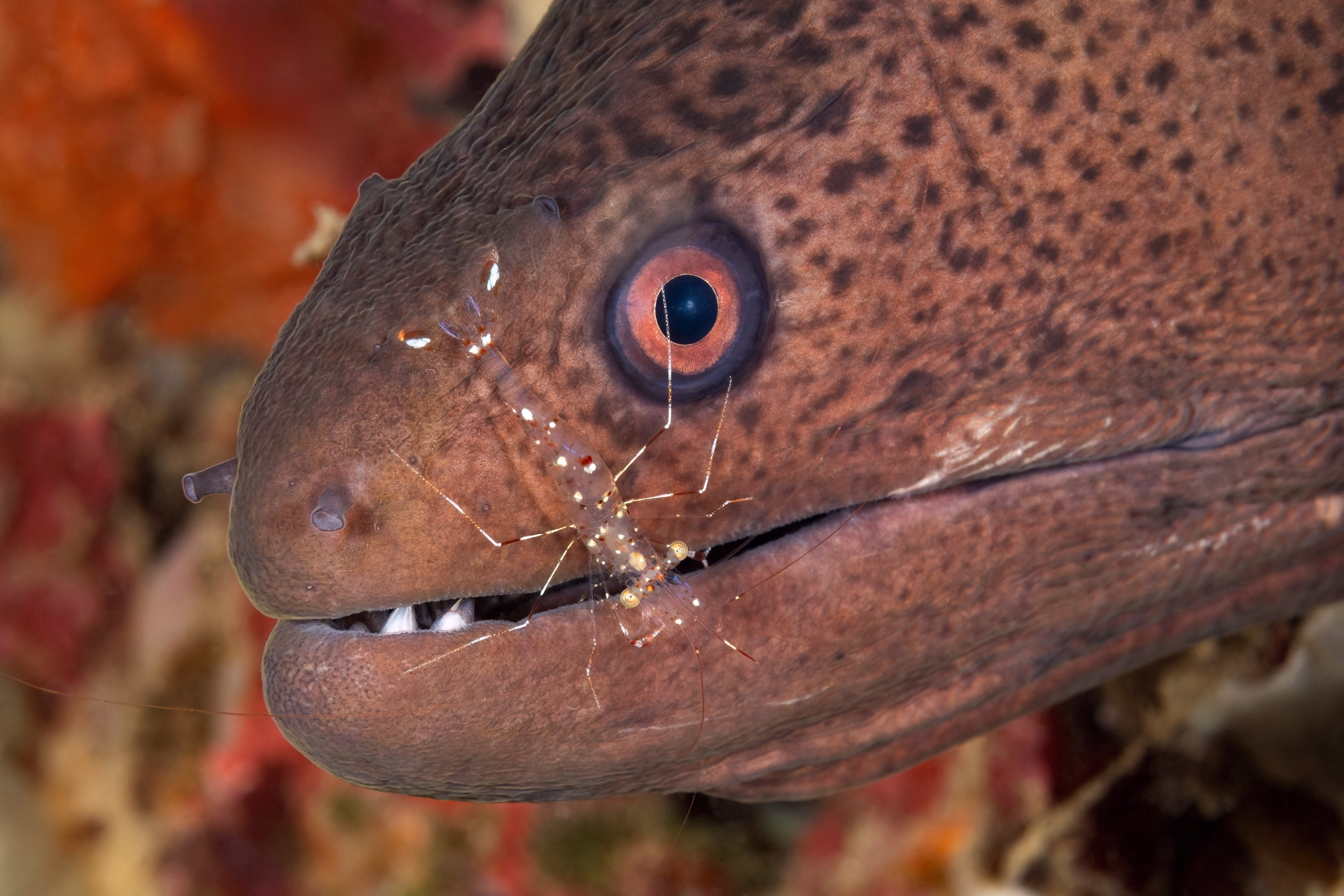 Advanced Open Water Premium : formation de plongée à Nosy Be
