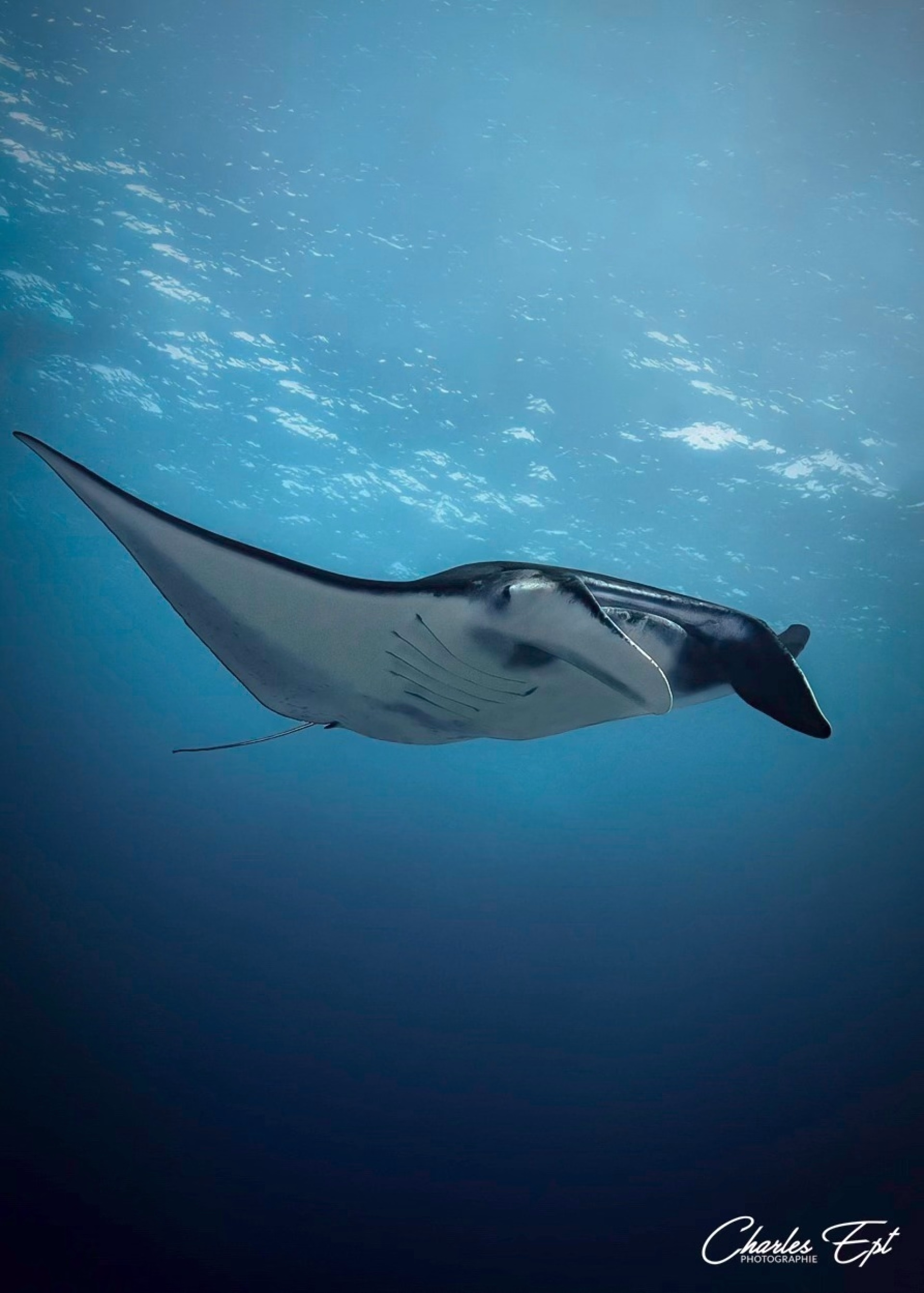 Voyageur solo confirmé : safari plongée d’exploration à Bali - 9 nuits