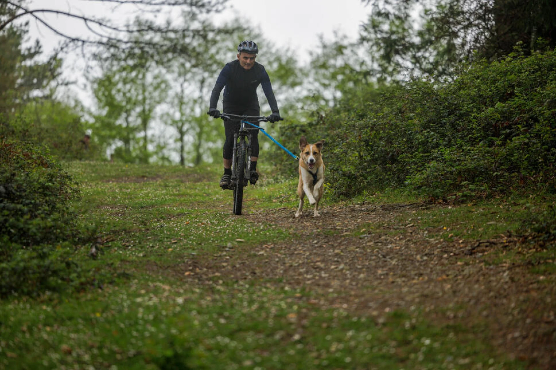 séjour multiactivité chien