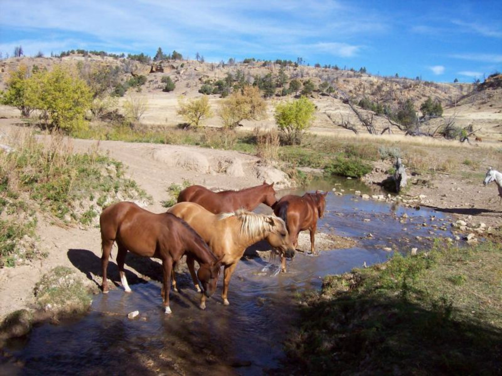 Immersion dans la vie des cowboys du Wyoming