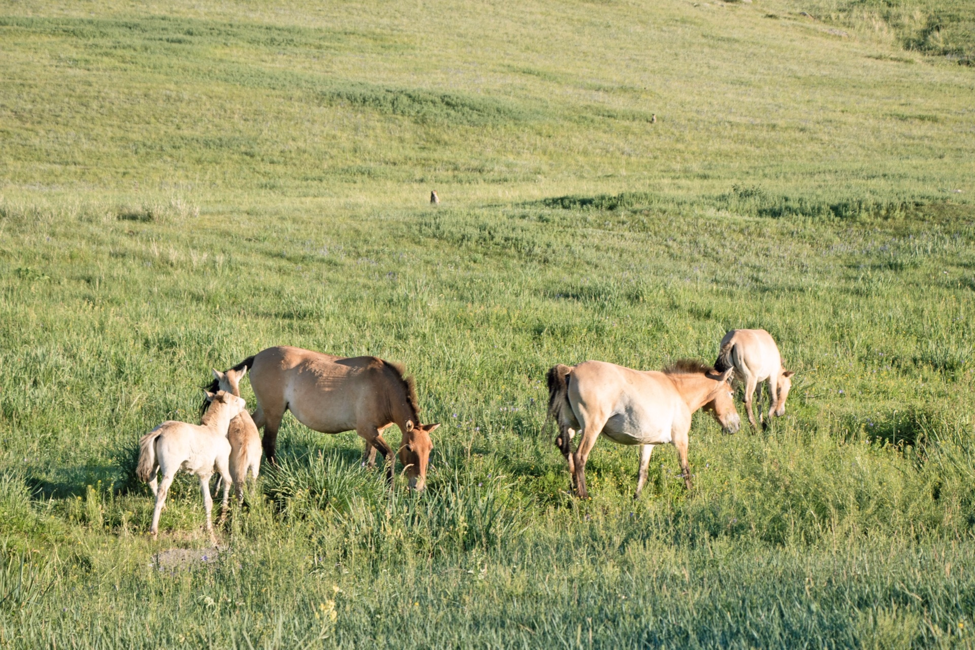 Mongolie, entre steppes et traditions