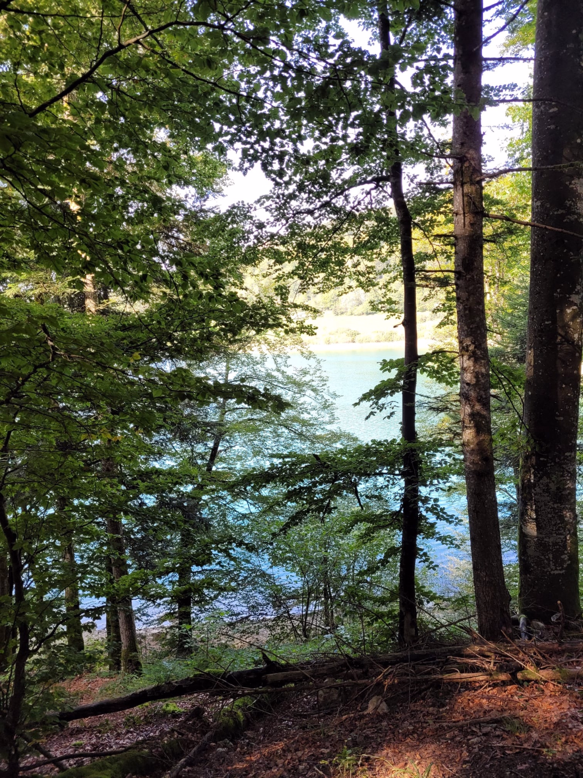 Rando à cheval au fil des lacs et cascades du Haut-Jura