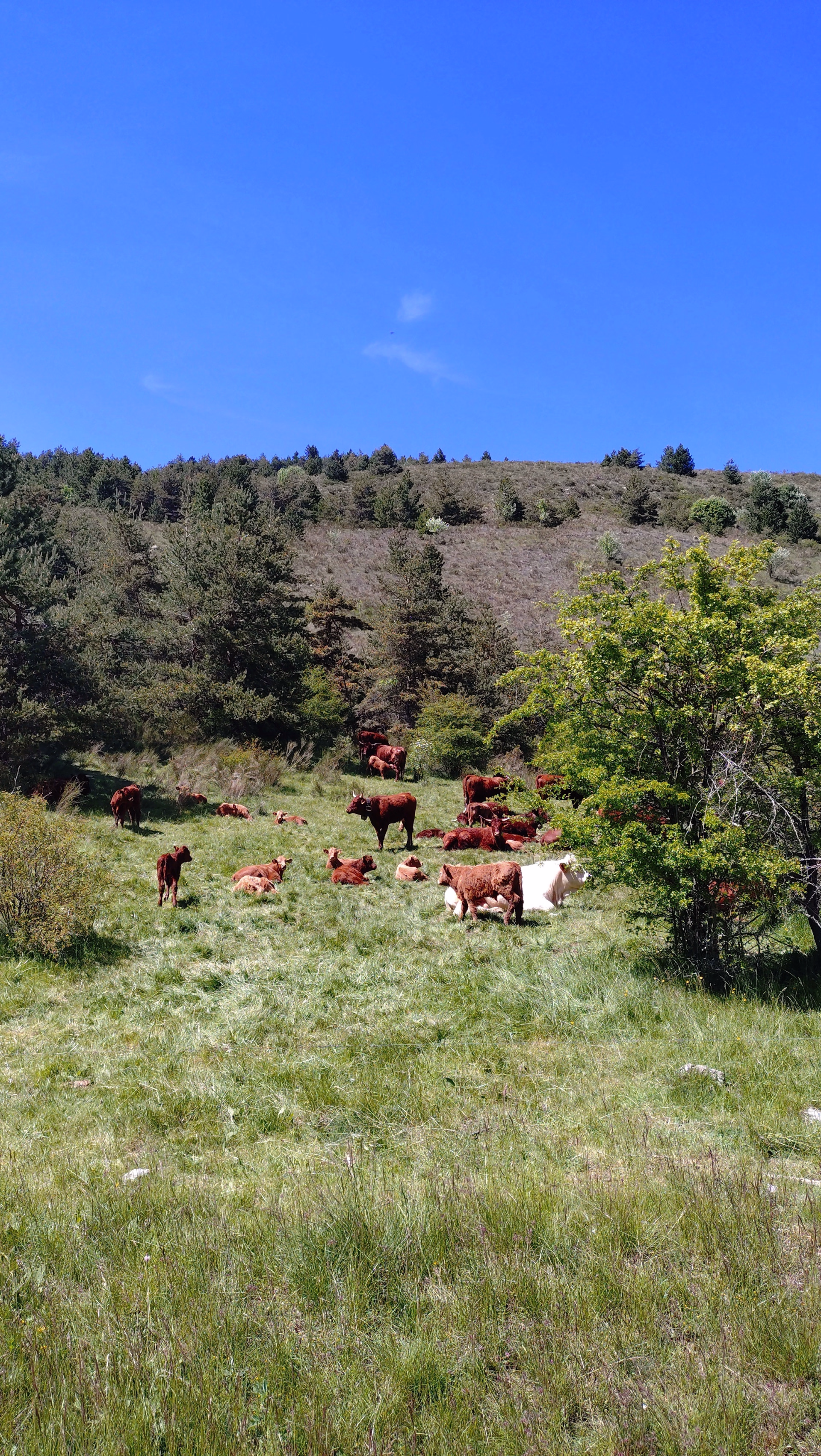Rando cheval et yoga dans les Hautes-Alpes