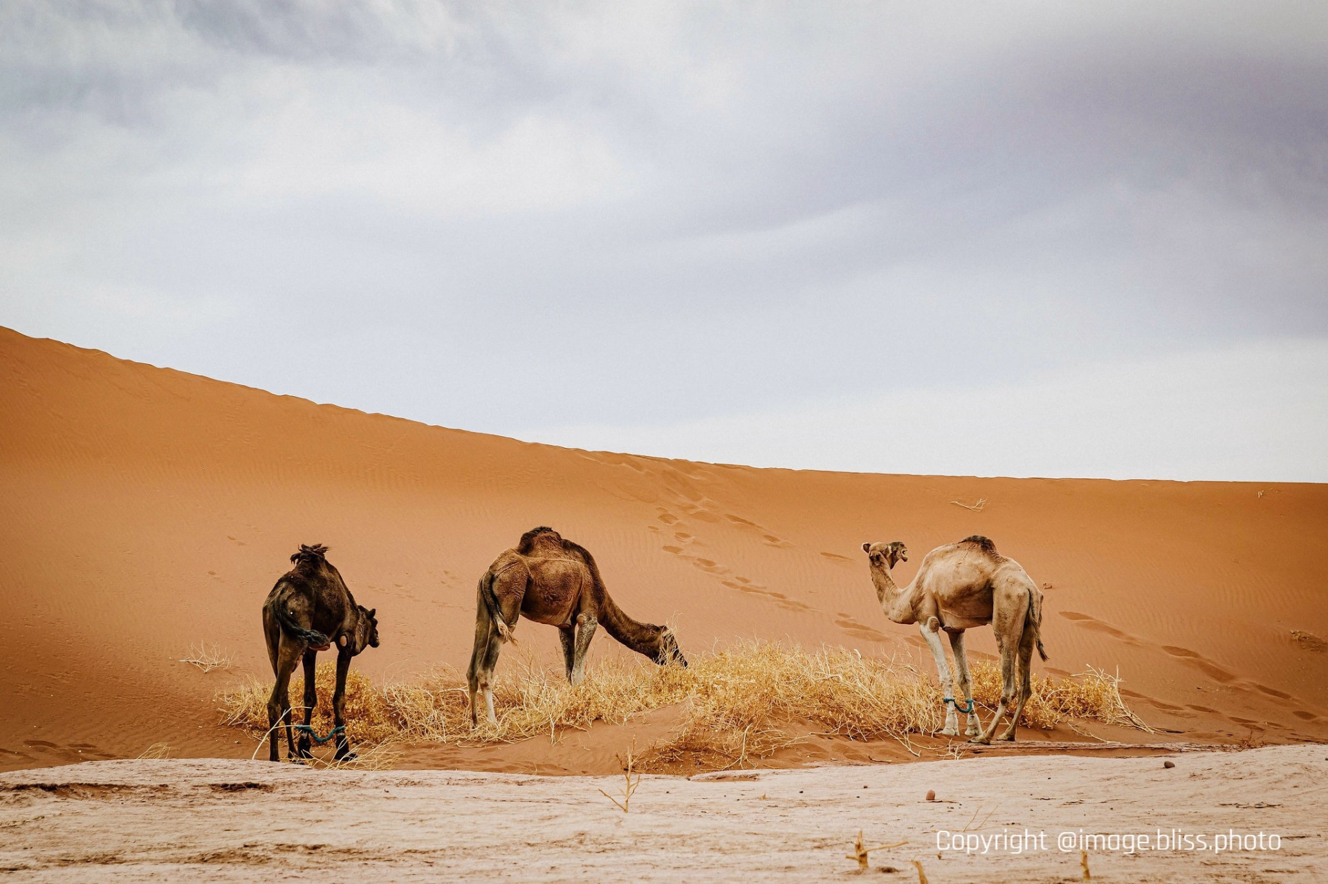 Trek et bivouac dans le désert marocain