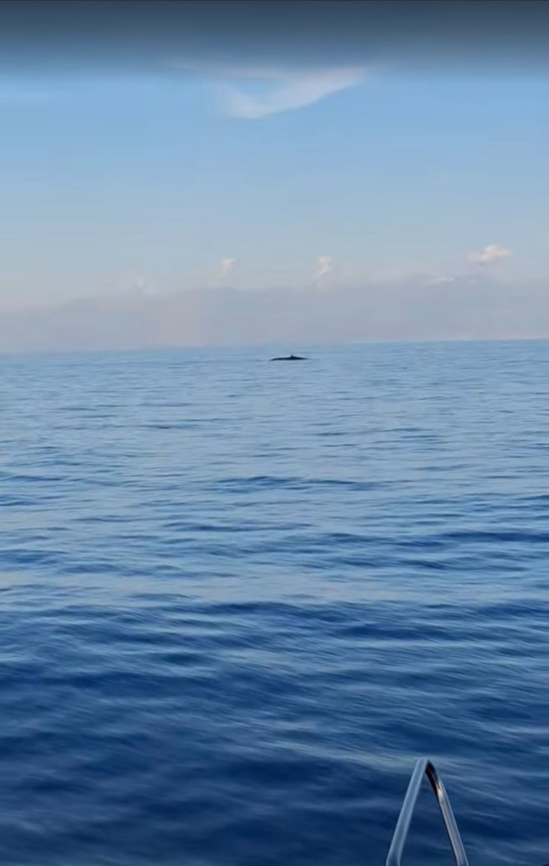 Navigation et observation de la faune marine dans les Calanques