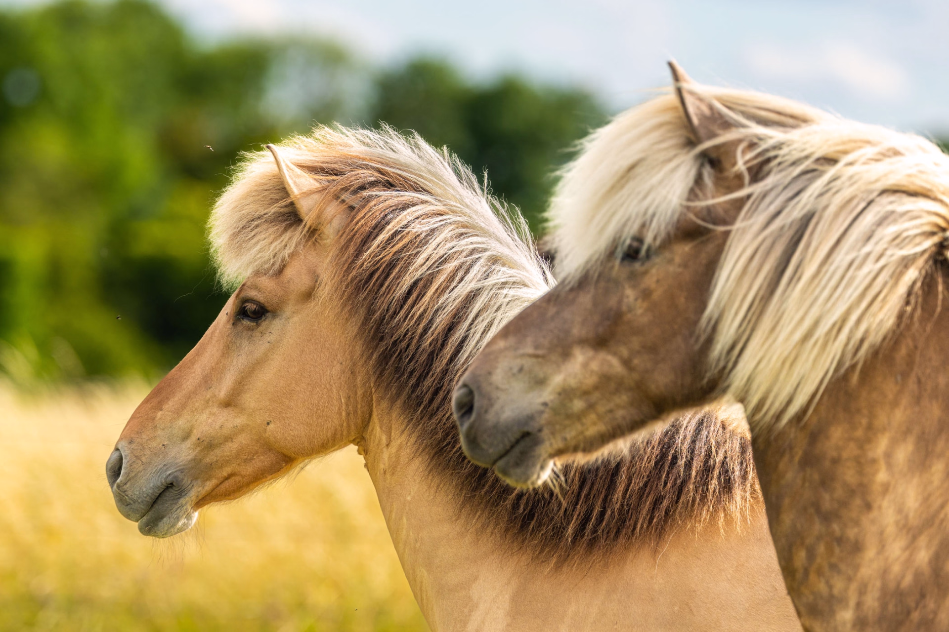 Randonnée équestre sur les plages du Danemark entre fjords et Wadden