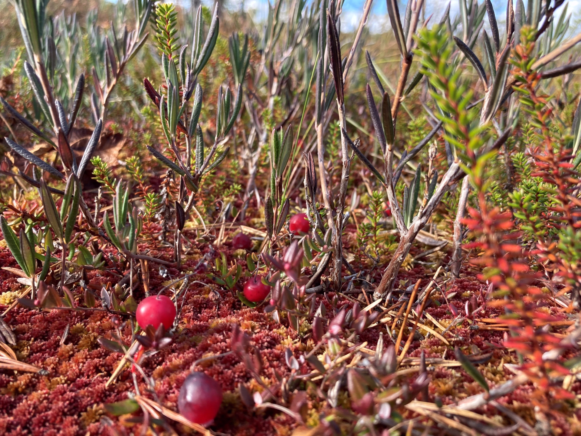Évasion en Finlande : Nature, Action & Authenticité