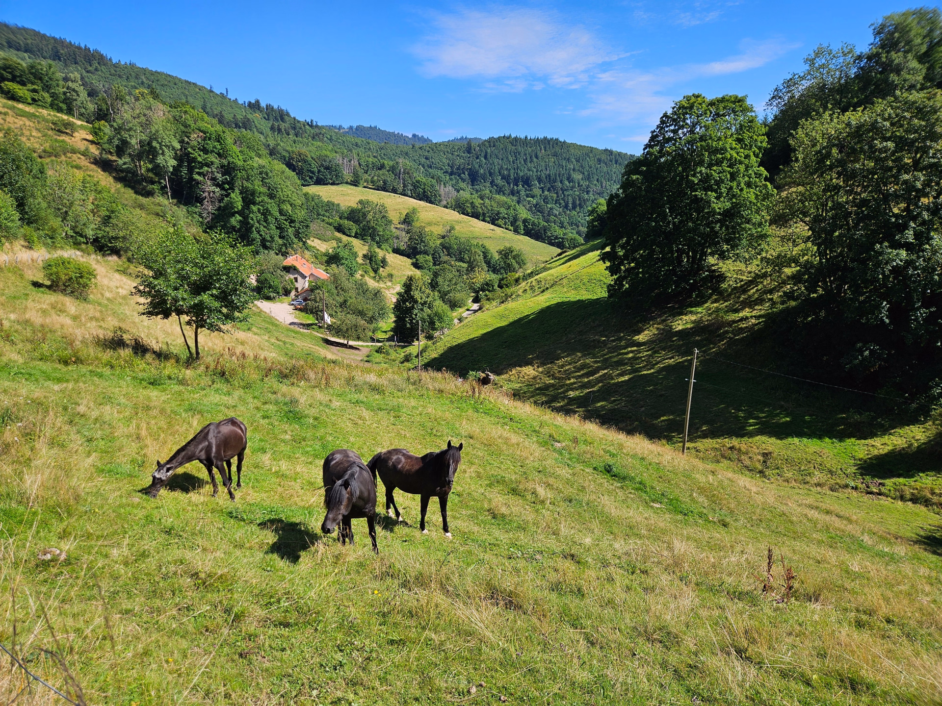 5 jours à cheval au cœur des Vosges sauvages
