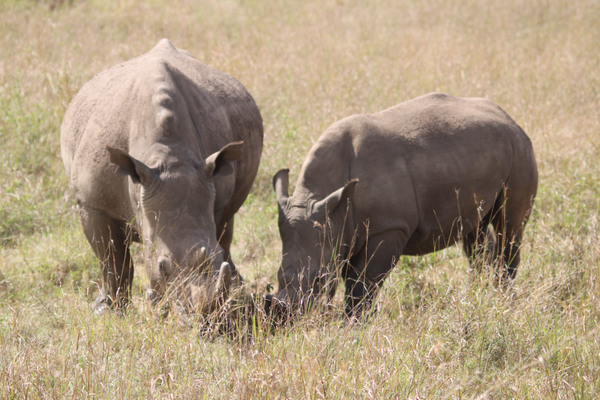 Le meilleur des trésors du Kenya en safaris