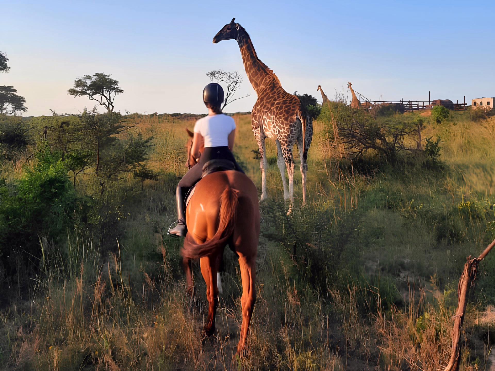 Séjour équestre écovolontaire dans une réserve au Zimbabwe