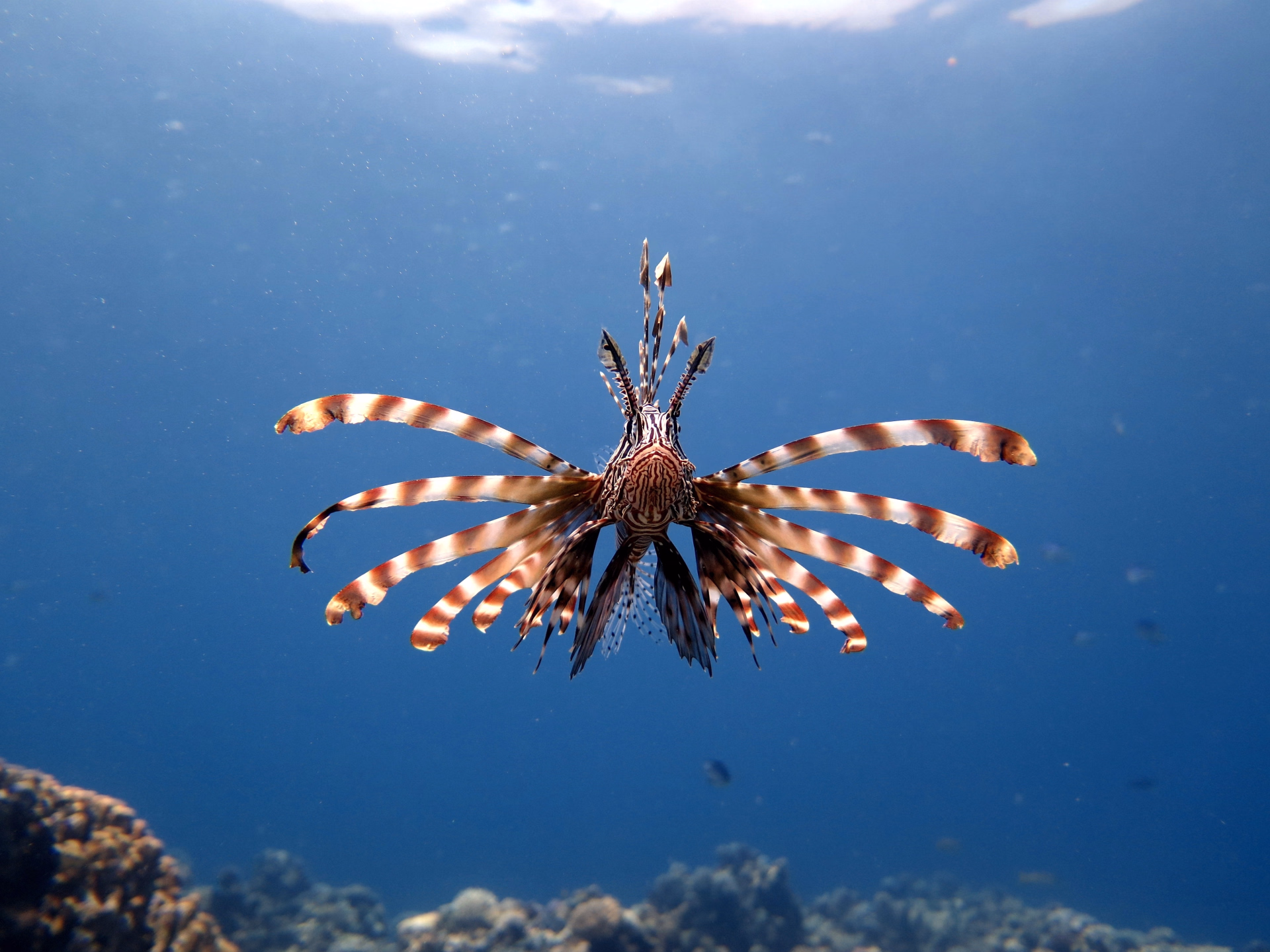 Baptême de plongée à Marsa Alam