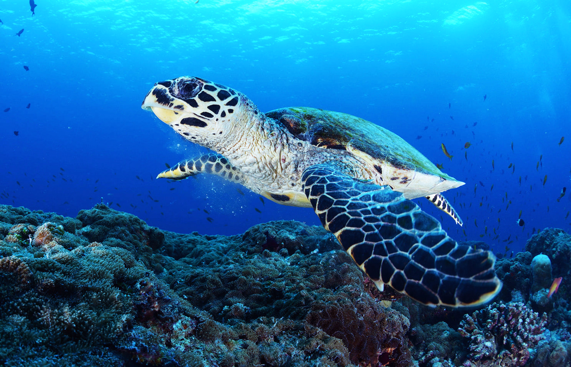 Open Water premium: à la découverte des trésors sous-marins de Nosy Be