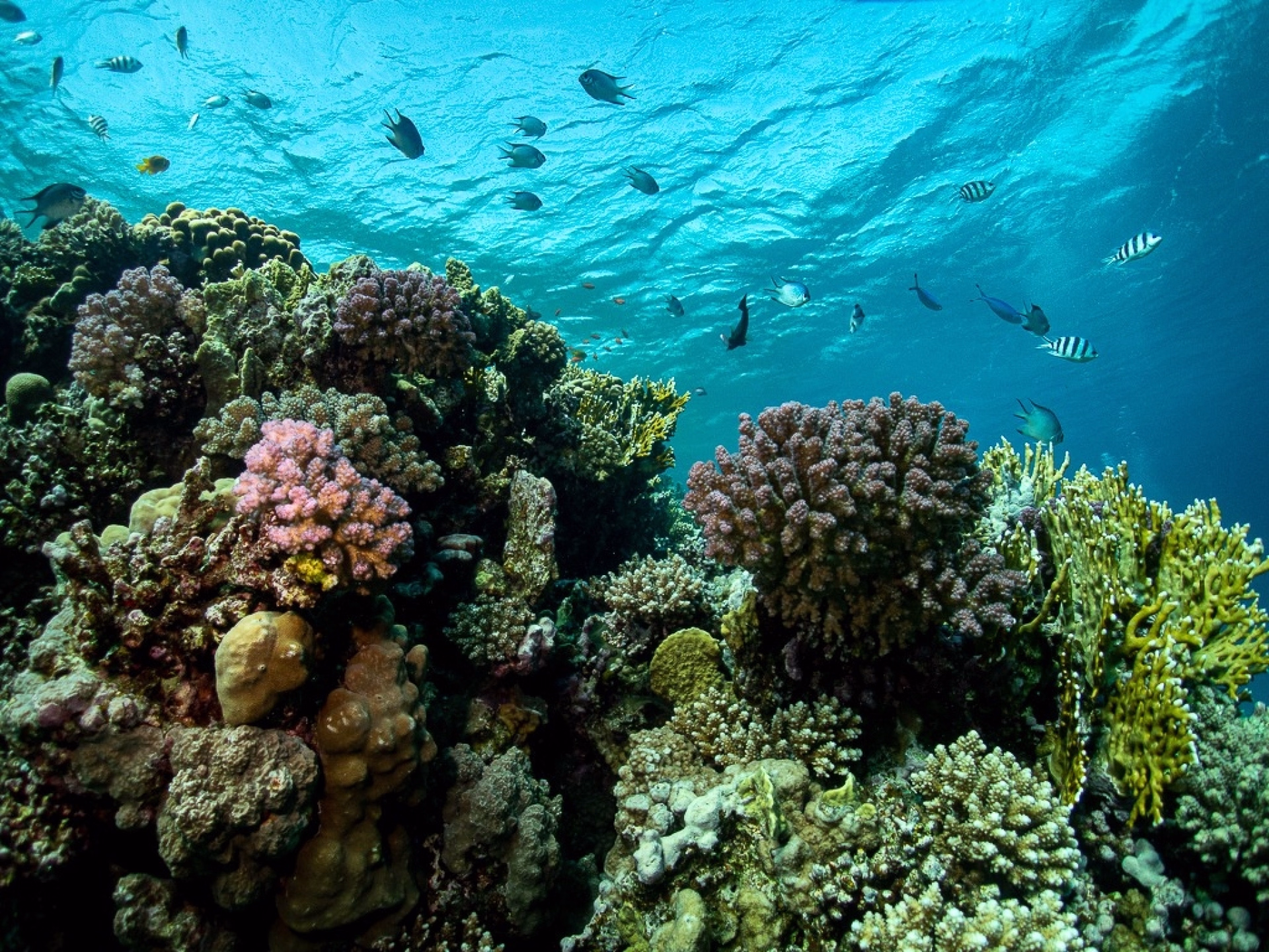 Plongée en mer Rouge entre récifs, minibus et bateaux