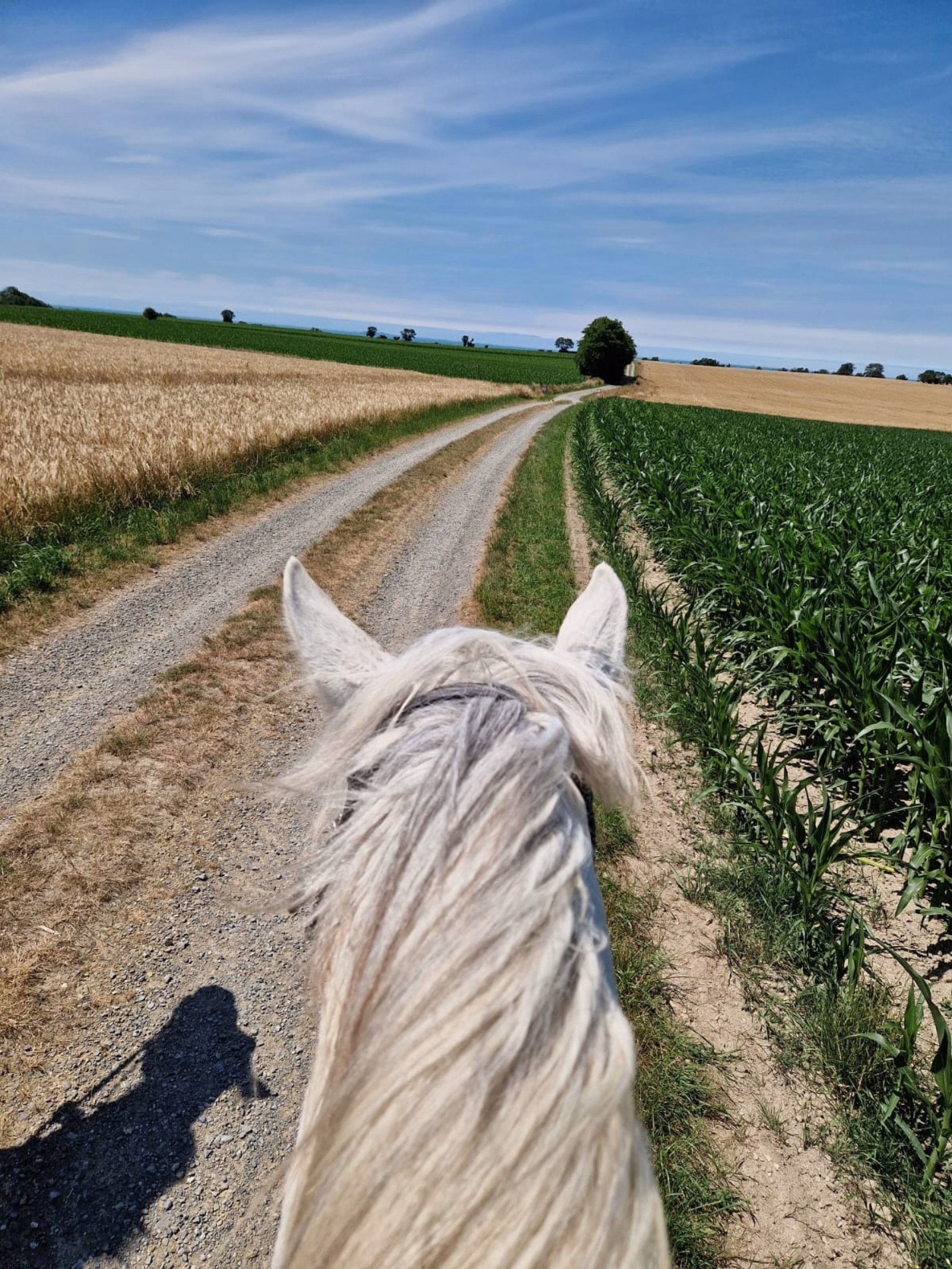 Randonnée à cheval sur les plages de Normandie