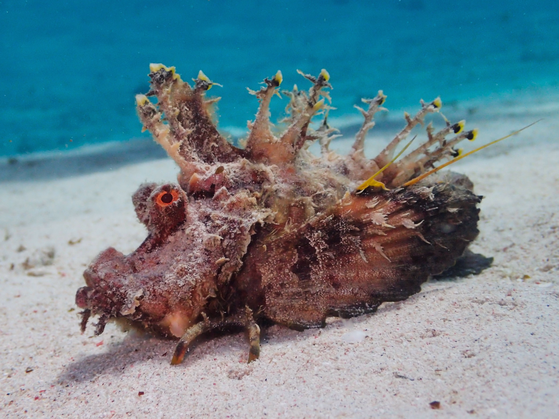 Expédition Sinaï : pack 10 plongées et safari désertique