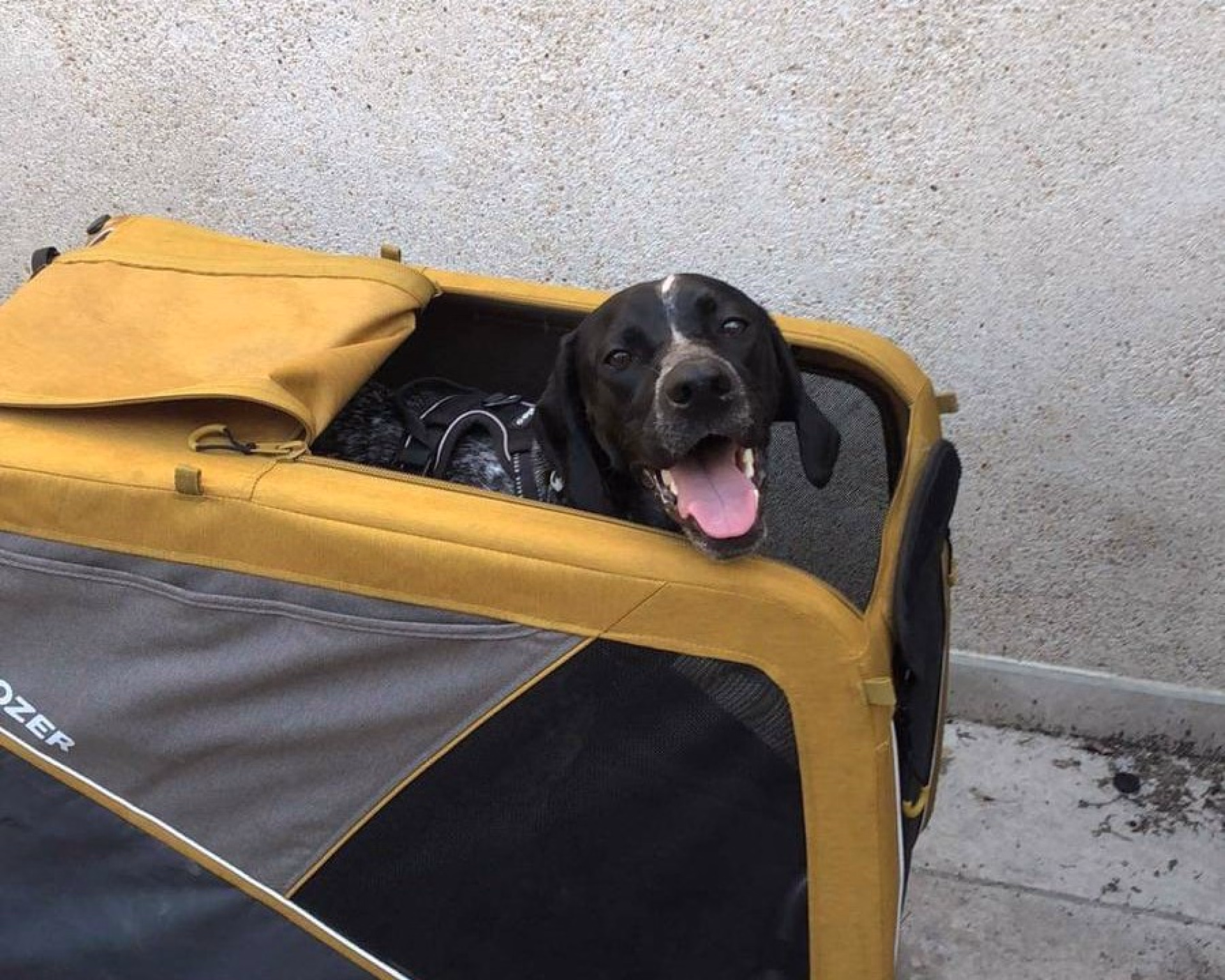 Photo de chien pendant un voyage à velo © Photo de chien pendant un voyage à velo