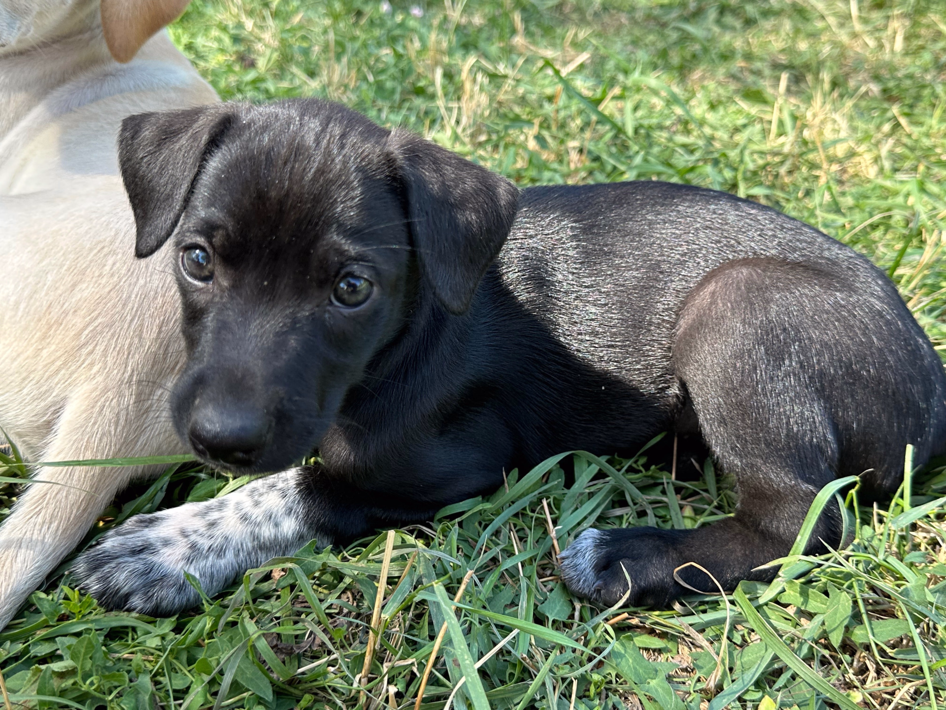 Multi-activités d'été en Laponie suédoise