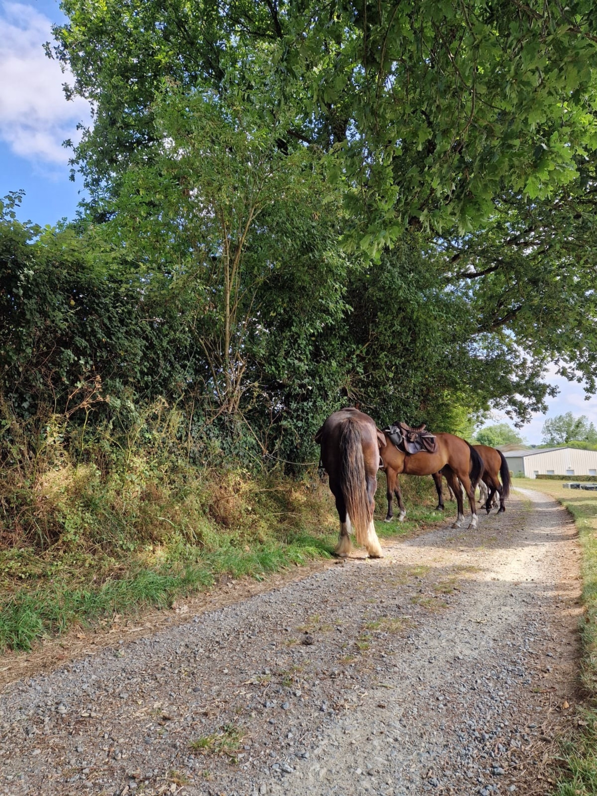 Randonnée à cheval sur les plages de Normandie