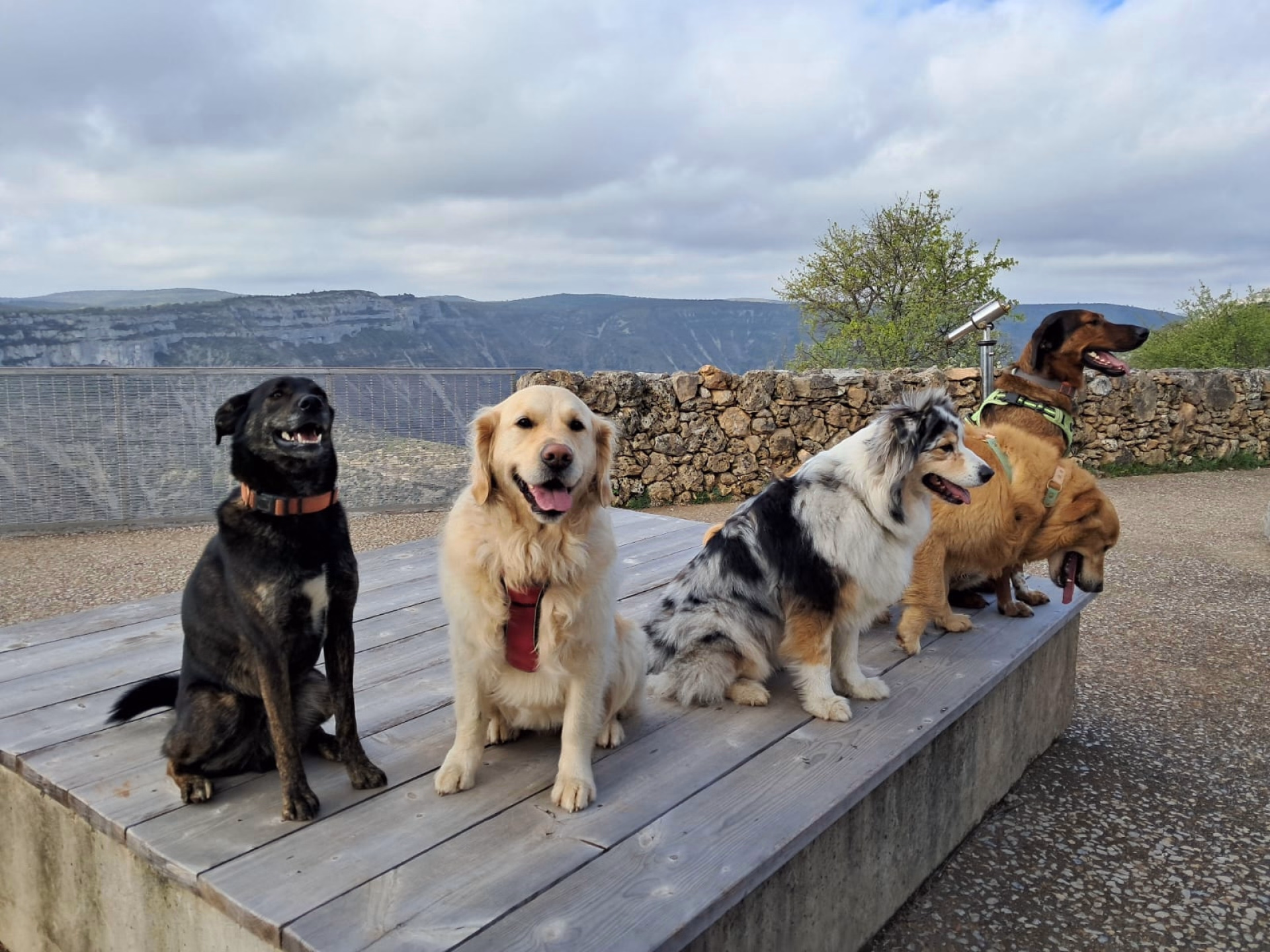 Séjour randonnée et doga dans le Gard avec votre chien
