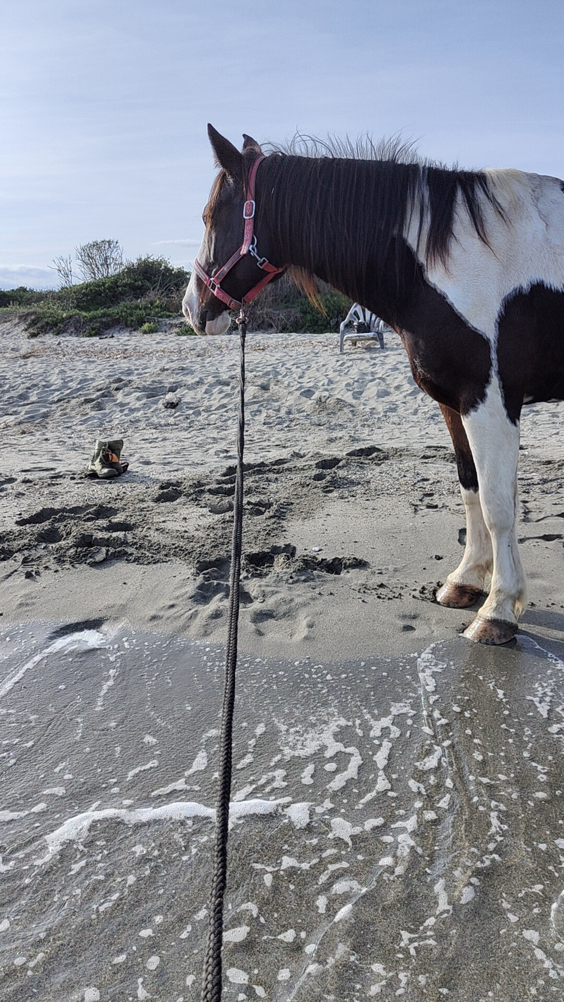 Photo de chevaux pendant une randonnée équestre