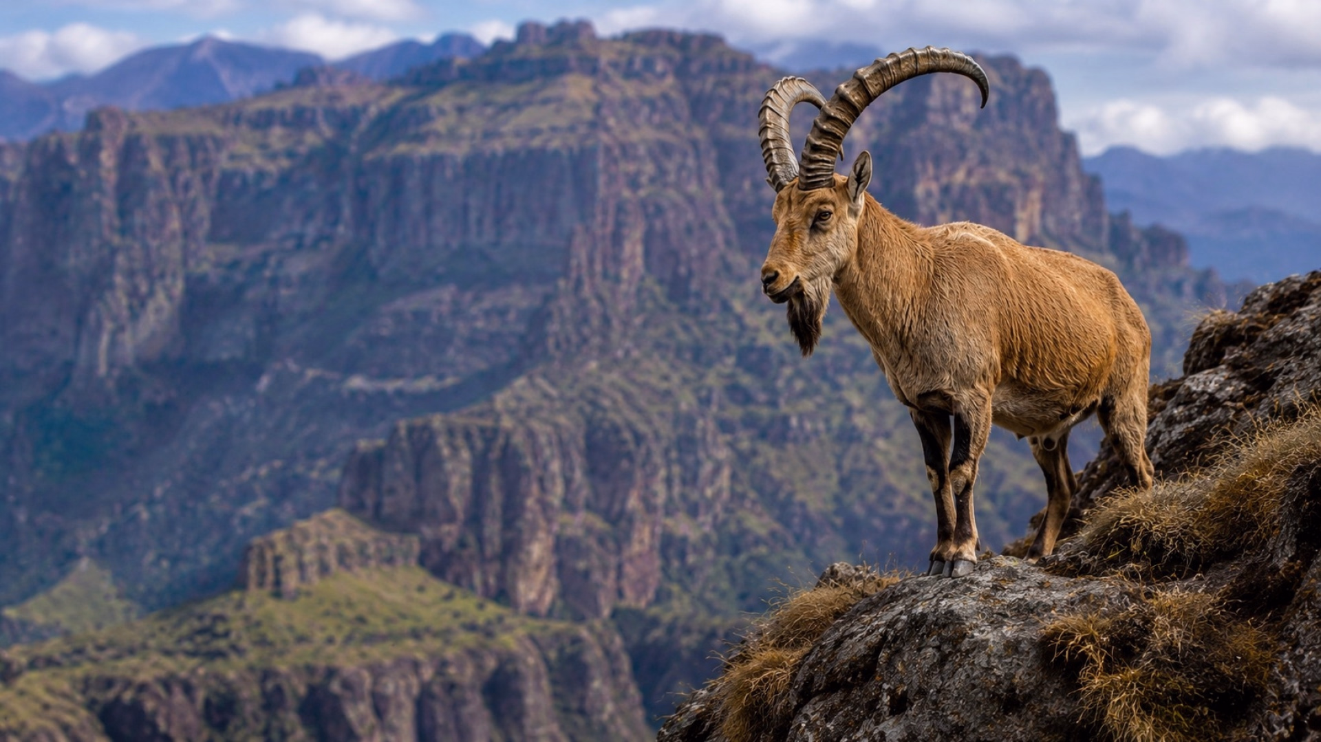 Aventure dans le nord de l'Éthiopie : les montagnes du Simien