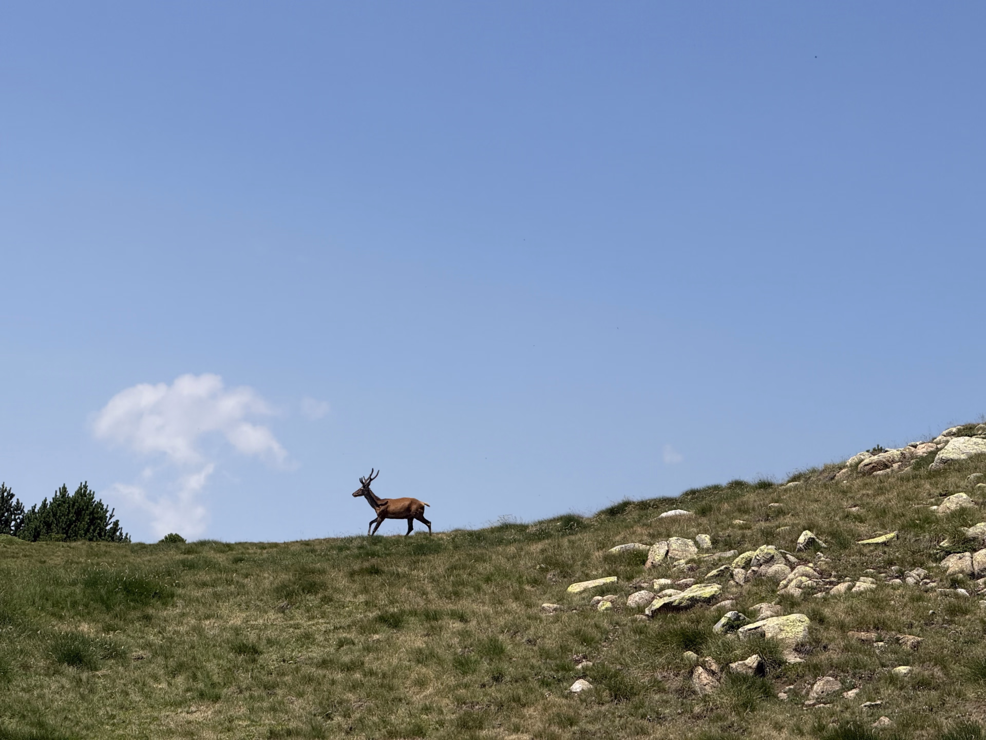 Brame du cerf en Pyrénées catalanes à cheval