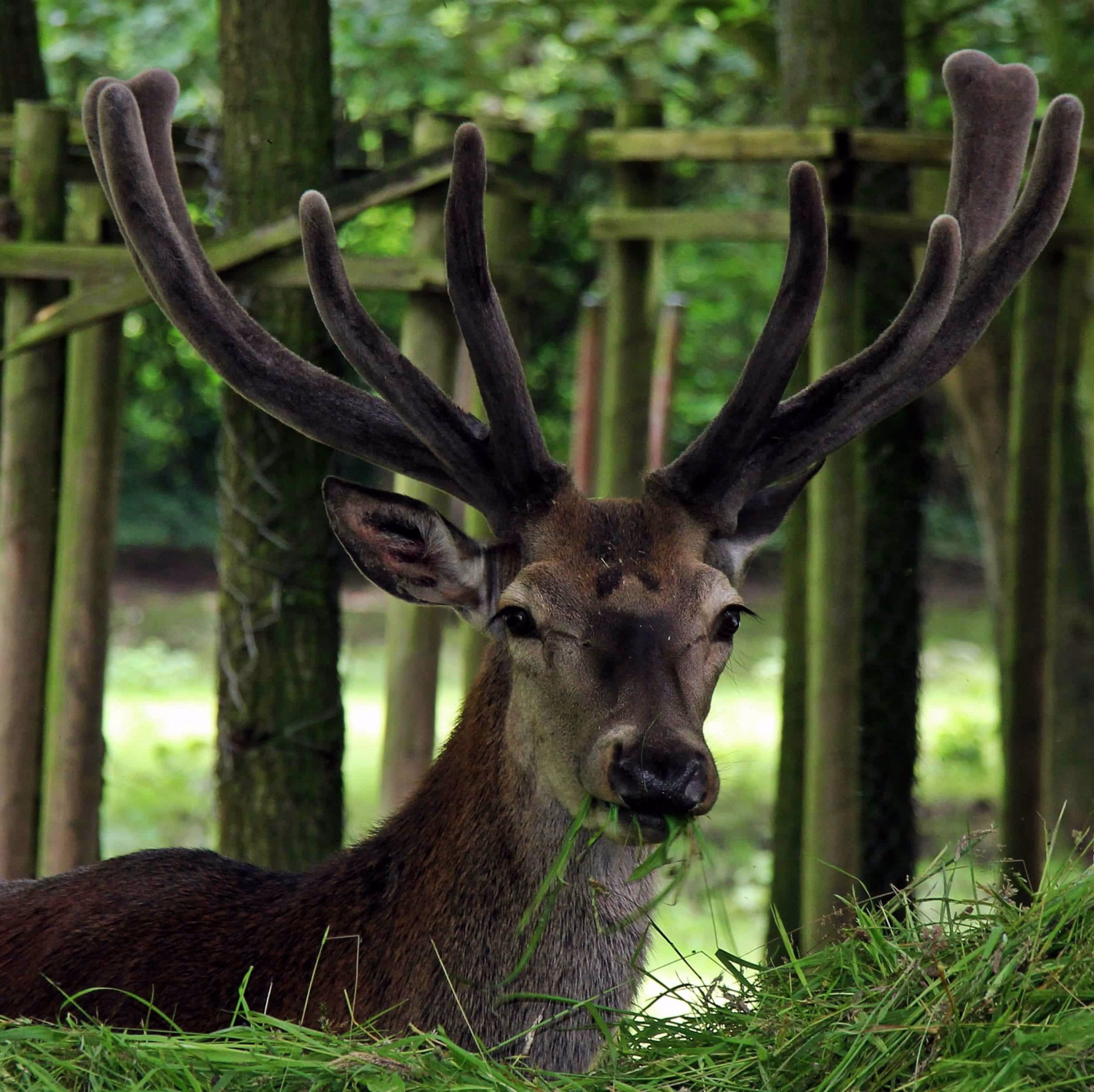 Séjour spécial Brame du Cerf au cœur de l'Aubrac