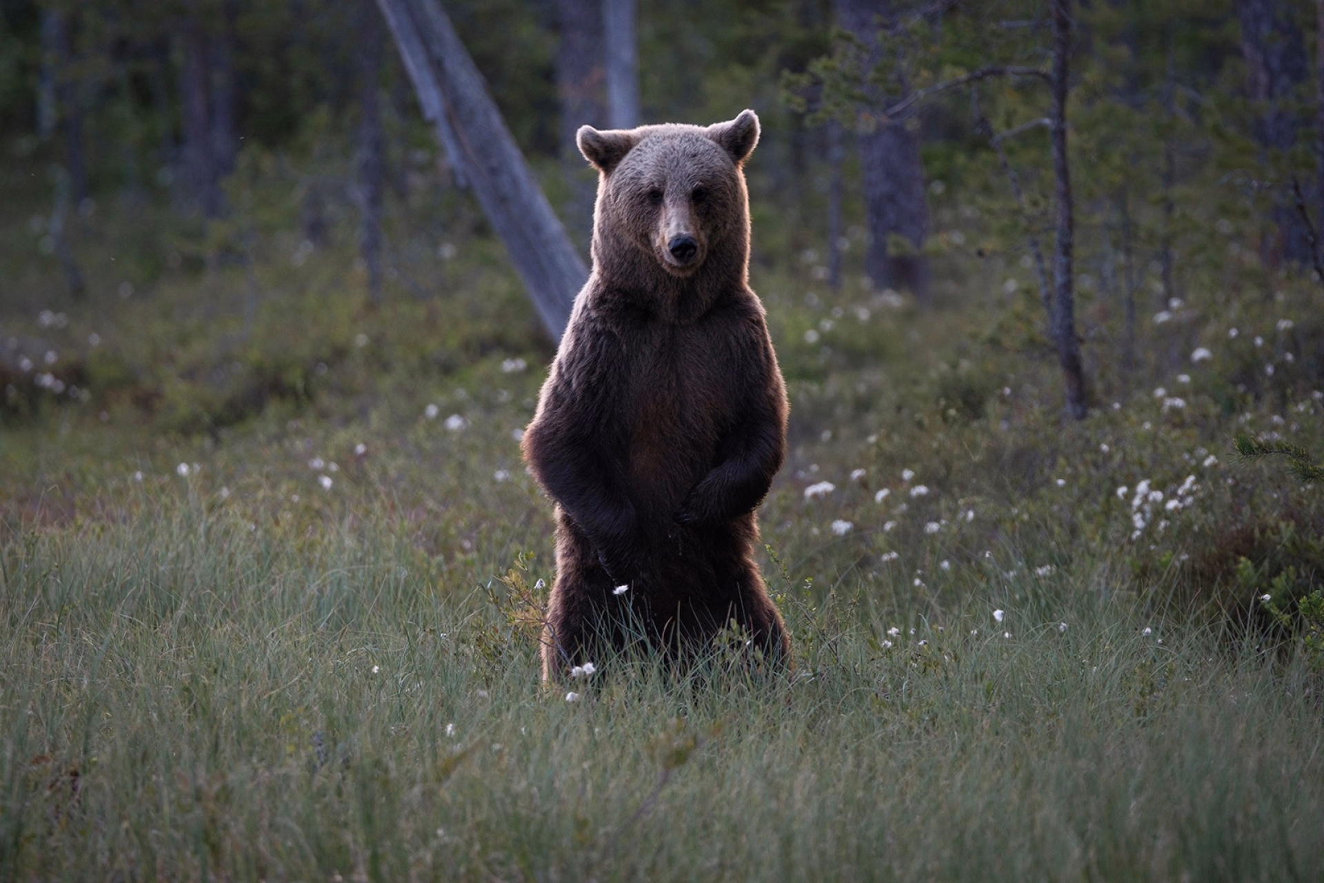 Aventure sportive à la rencontre de l'ours brun sauvage