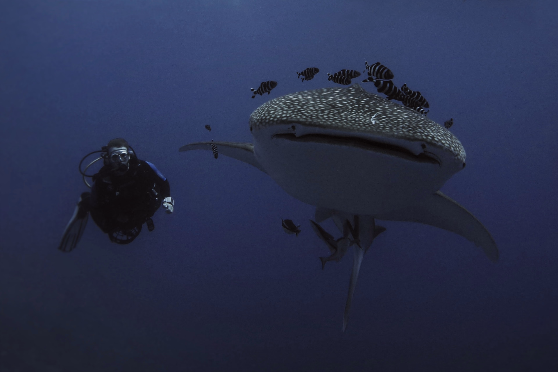 16 plongées en Mer Rouge à Soma Bay