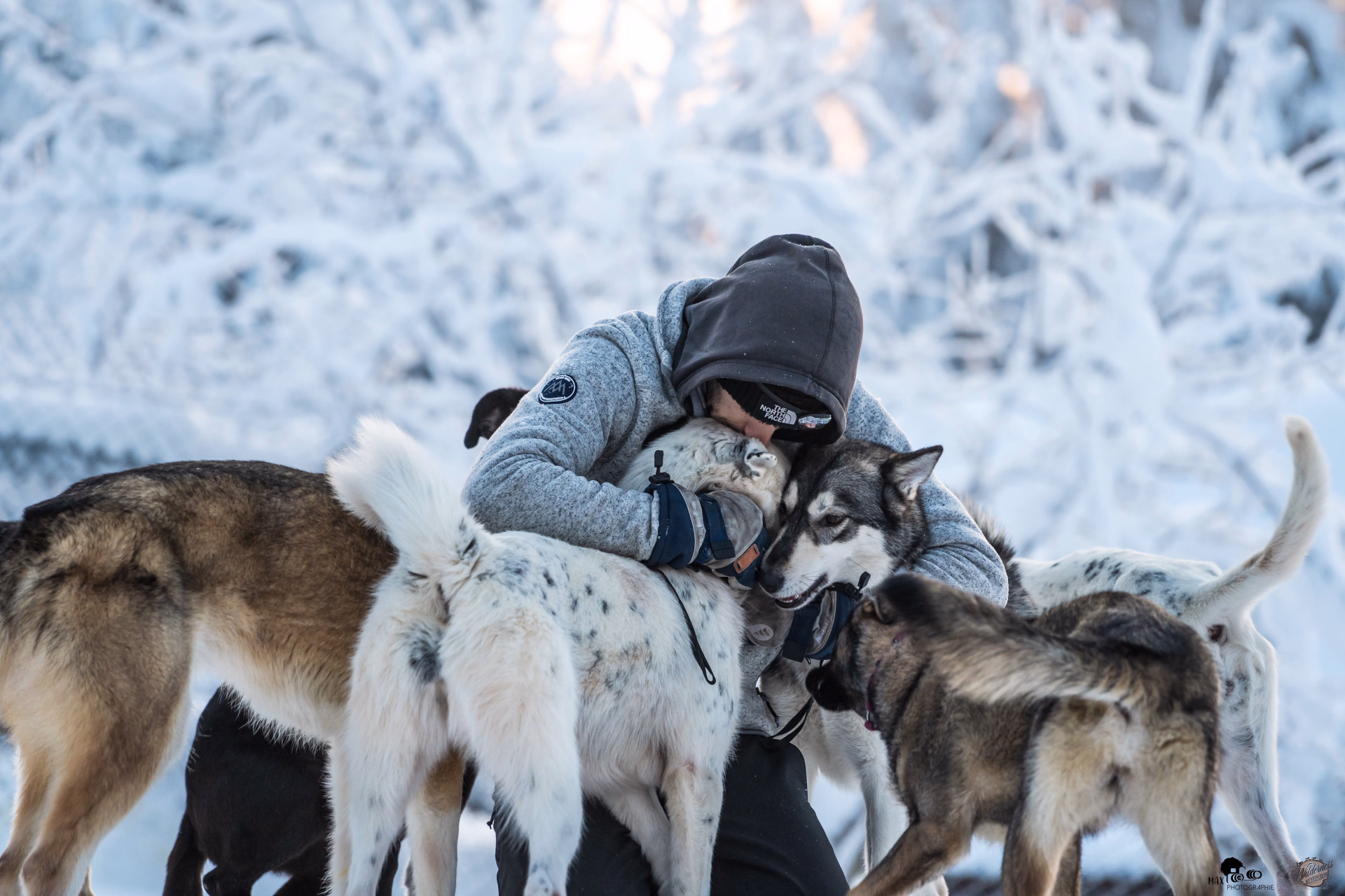 Apprentis Musher en Laponie suédoise