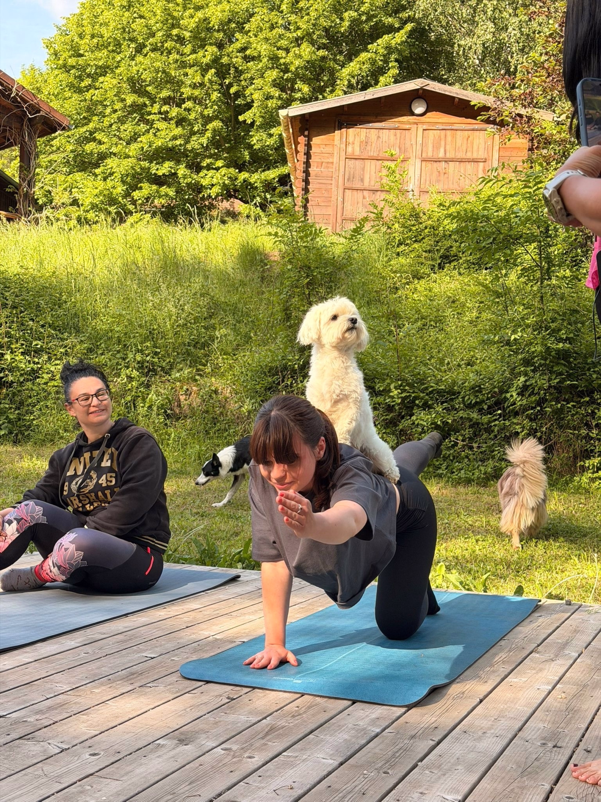 Séjour randonnée et doga dans le Gard avec votre chien