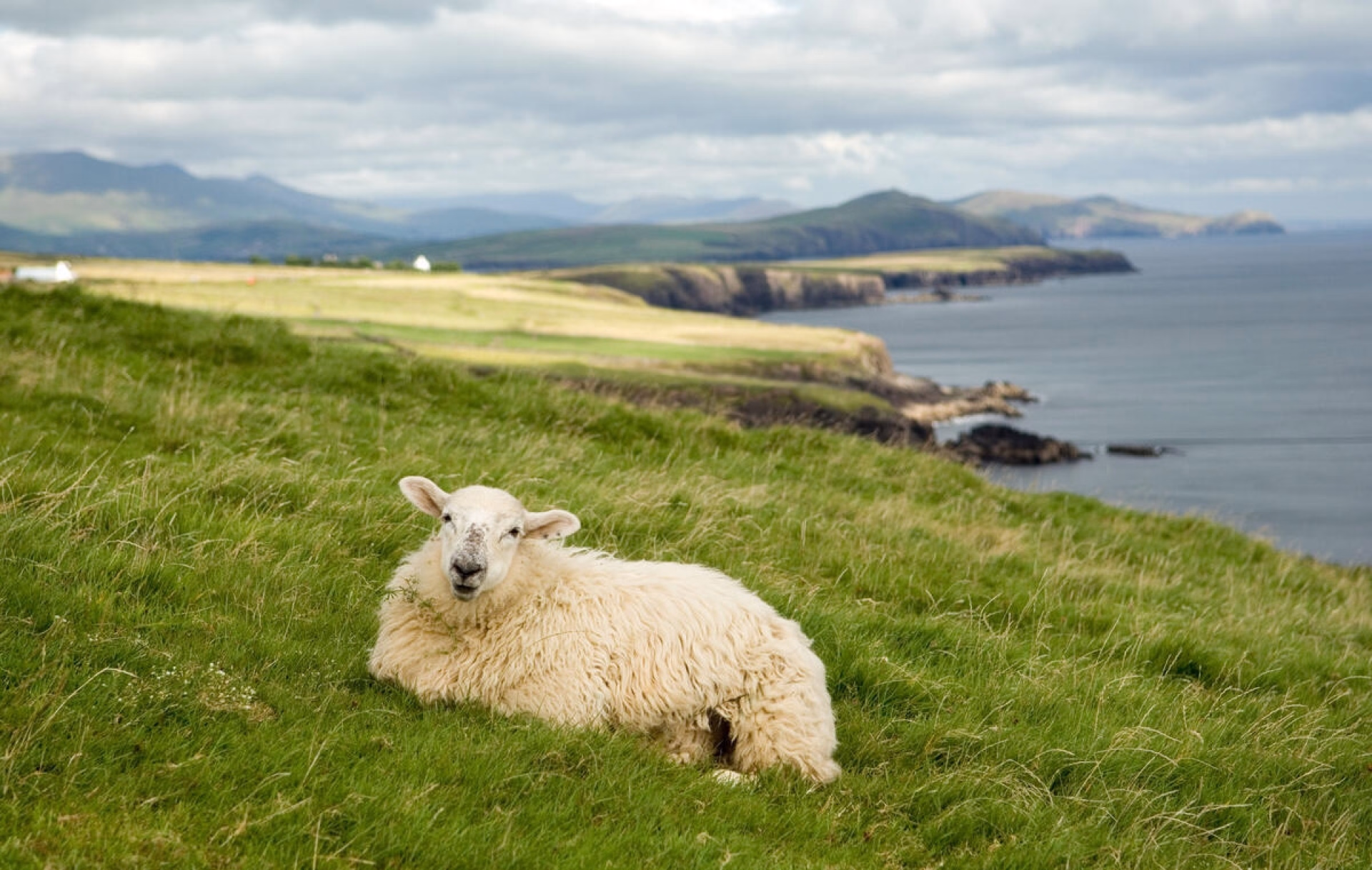 Le Dingle Way à pieds sur 8 jours