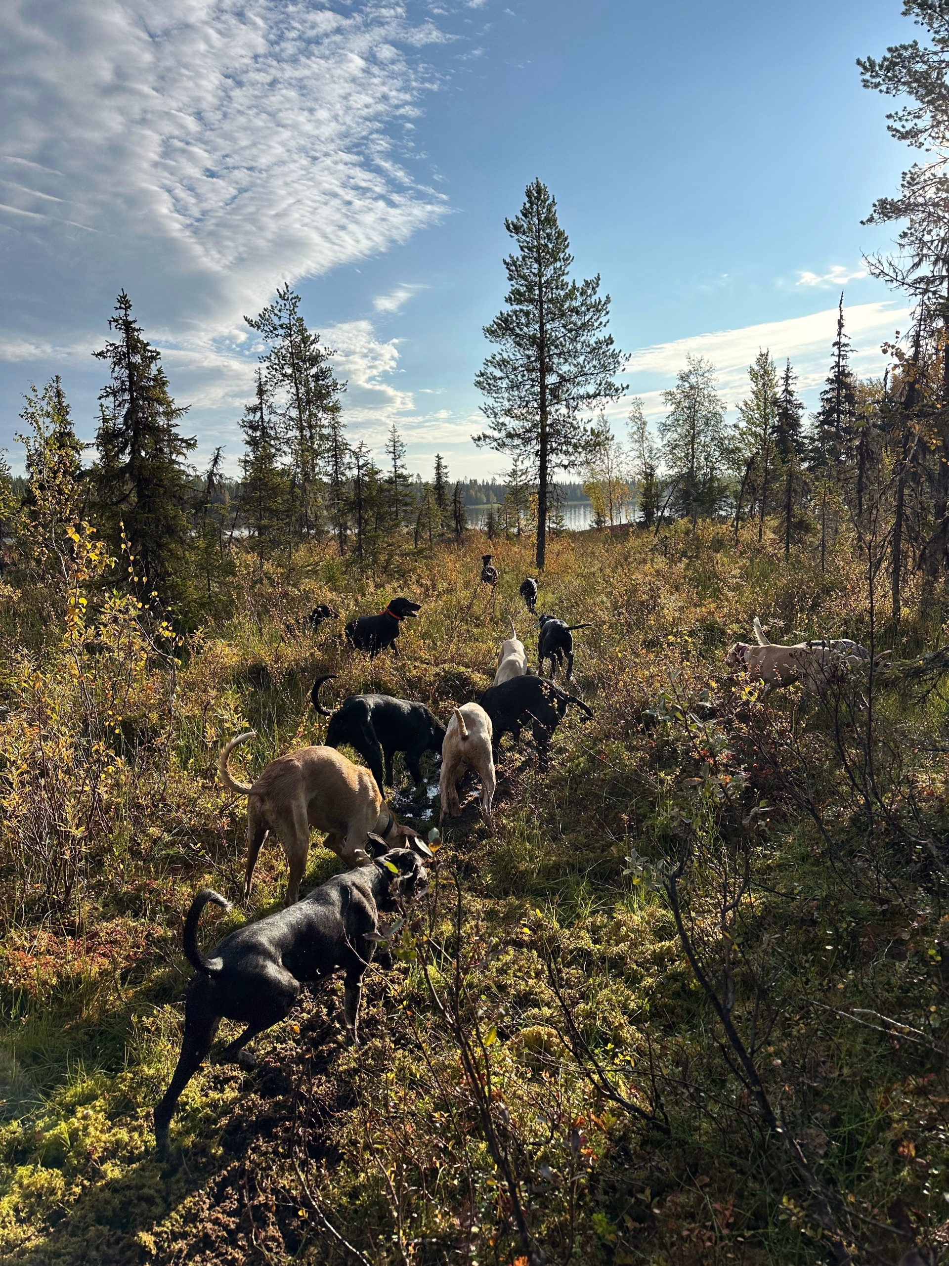 Multi-activités d'été en Laponie suédoise