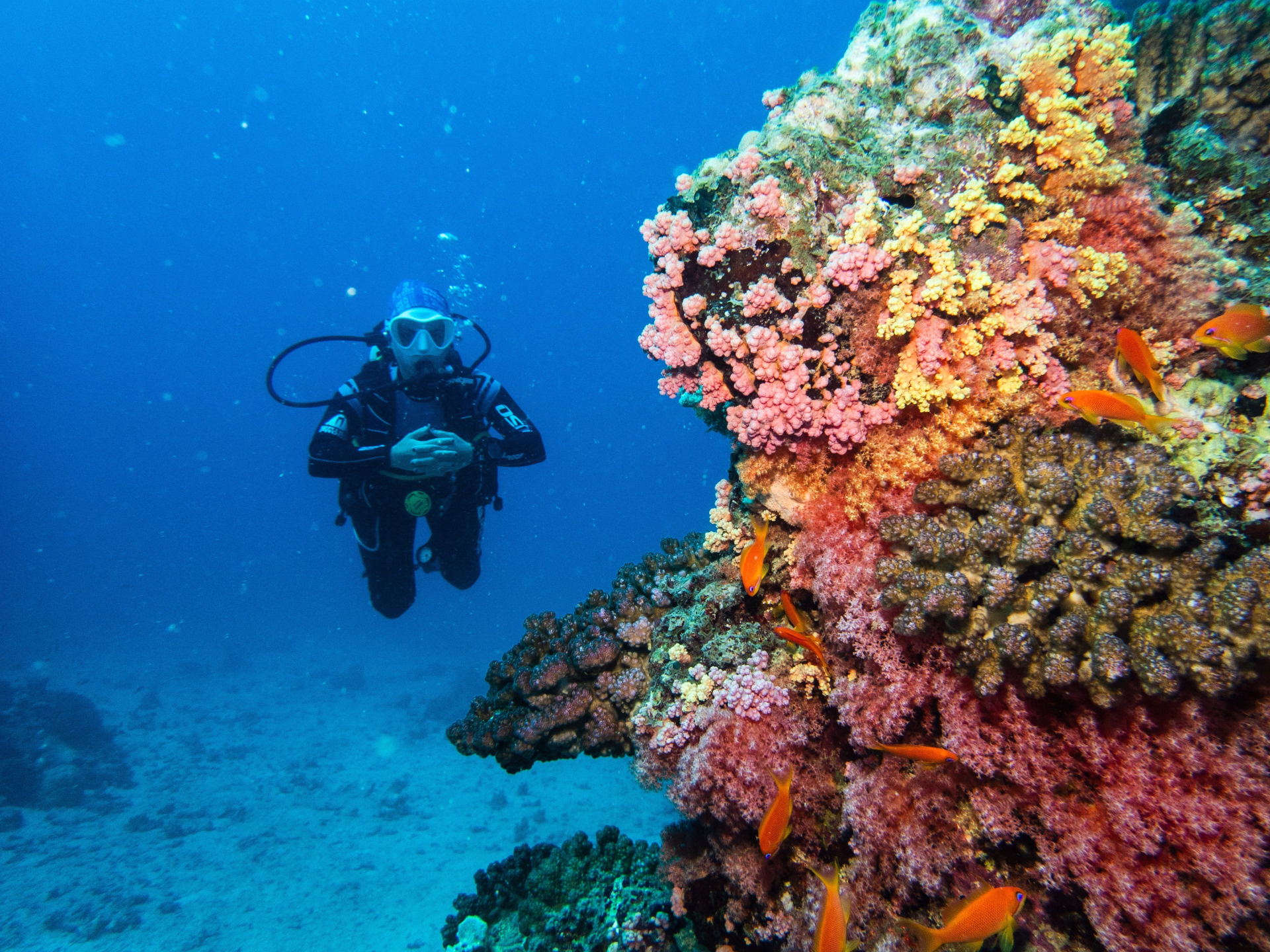 Progressez en plongée et explorez les fonds de la mer Rouge